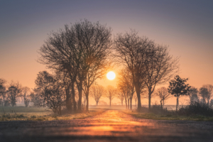 sunrises and sunsets trees sun fog 4k 1602501691