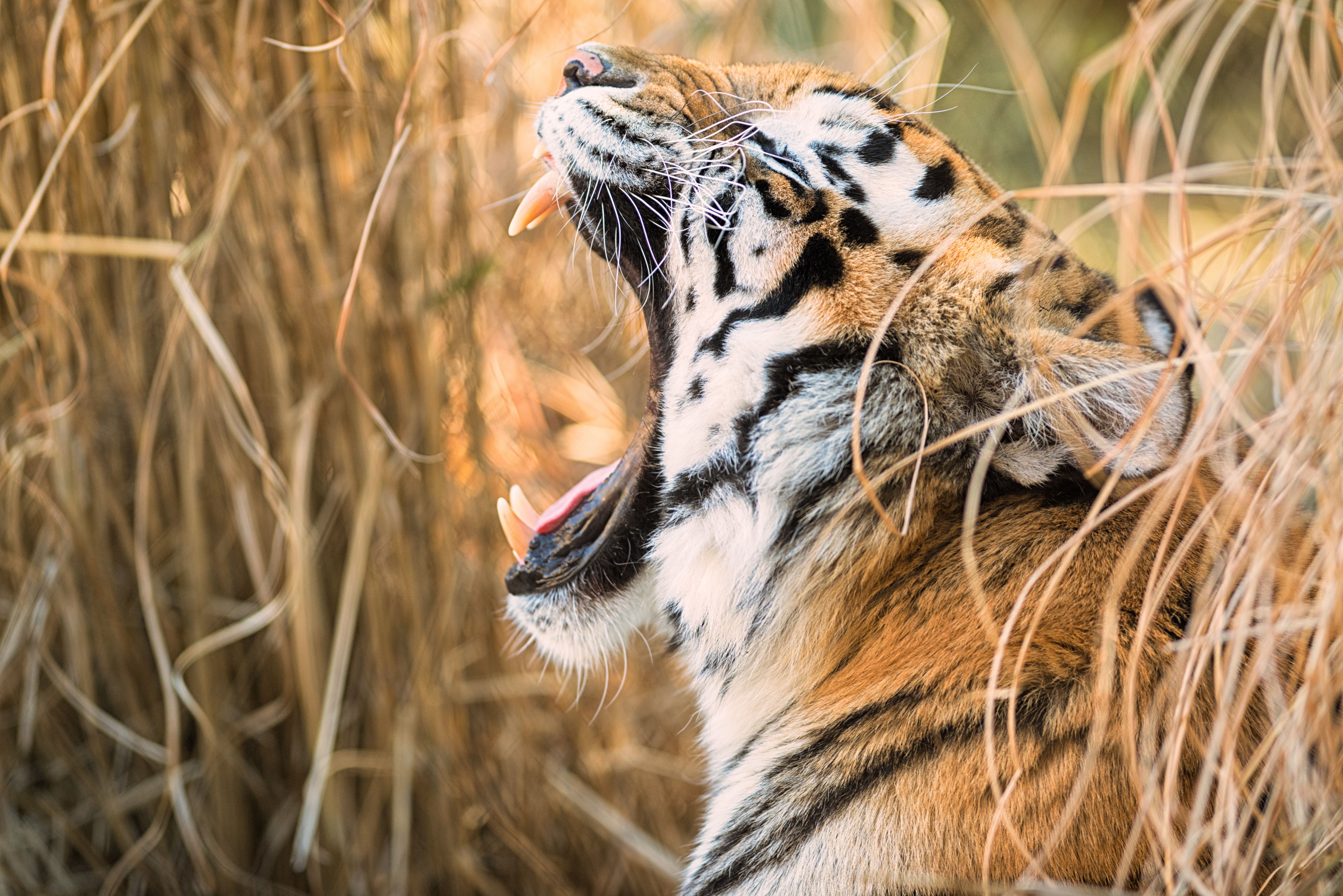 tiger open mouth 4k 1603014805