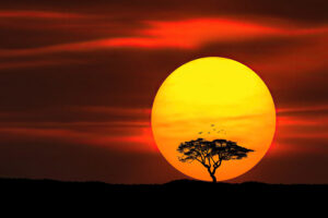 umbrella thorn sunset 4k 1602501615