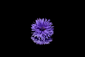 blossom purple flower black background reflection 4k 1606510414