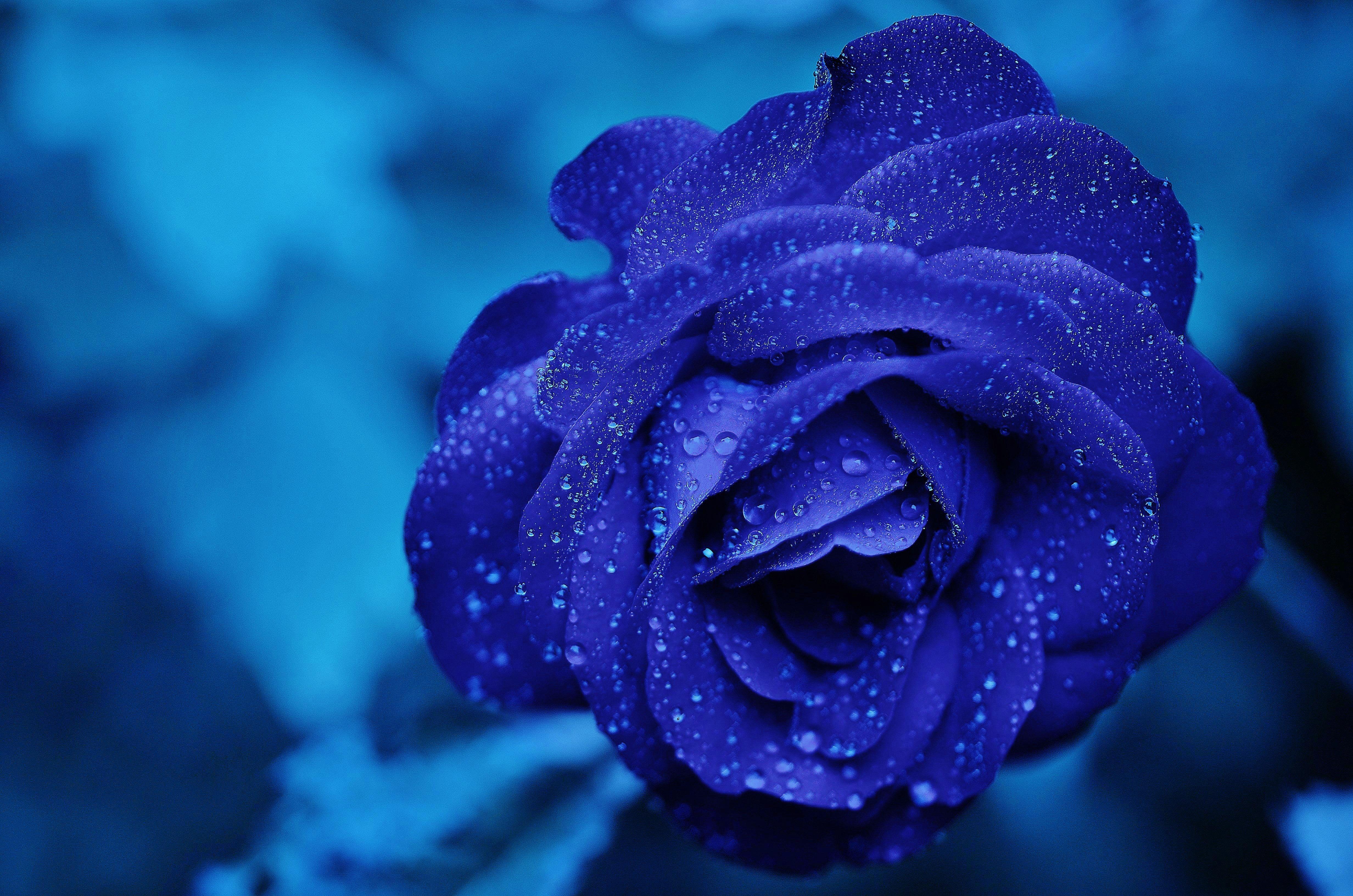 blue flower 4k 1606508765