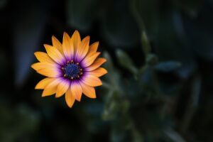 bright orange purple flower 4k 1606577720