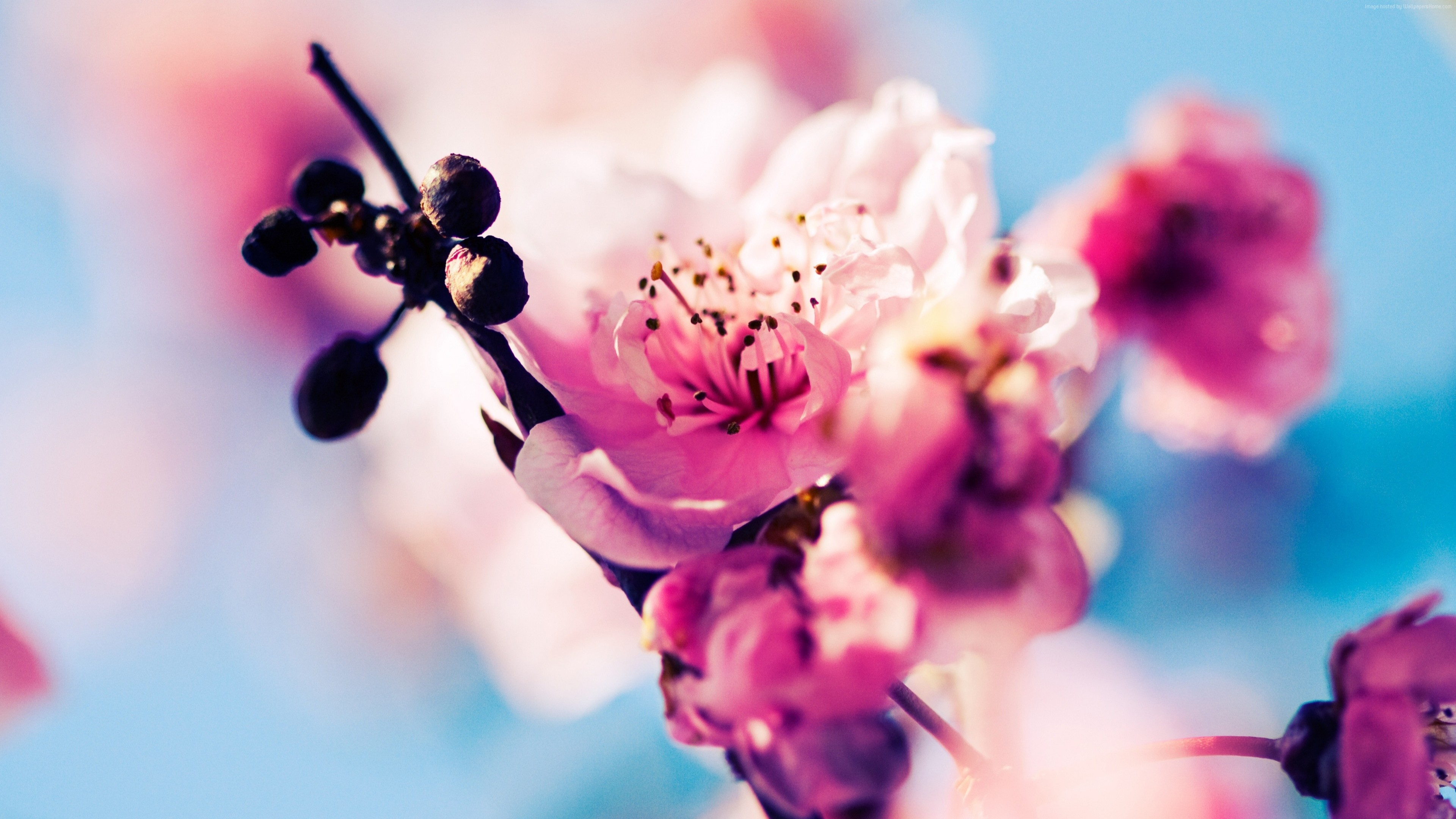 Cherry Blossom 4k Cherry Blossom 4k wallpapers