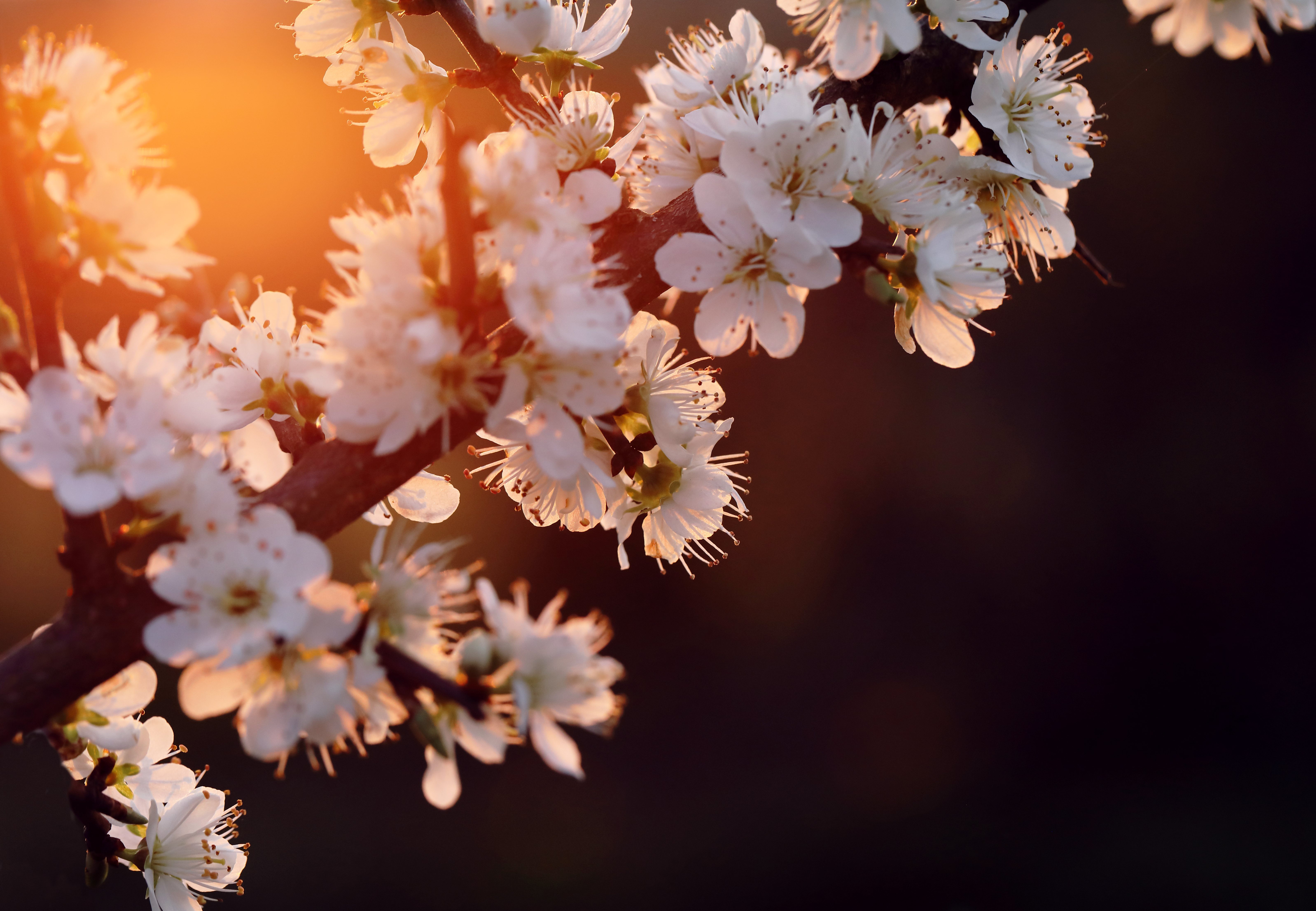 Cherry Blossom 4K Wallpaper:Amazon.com:Appstore for Android