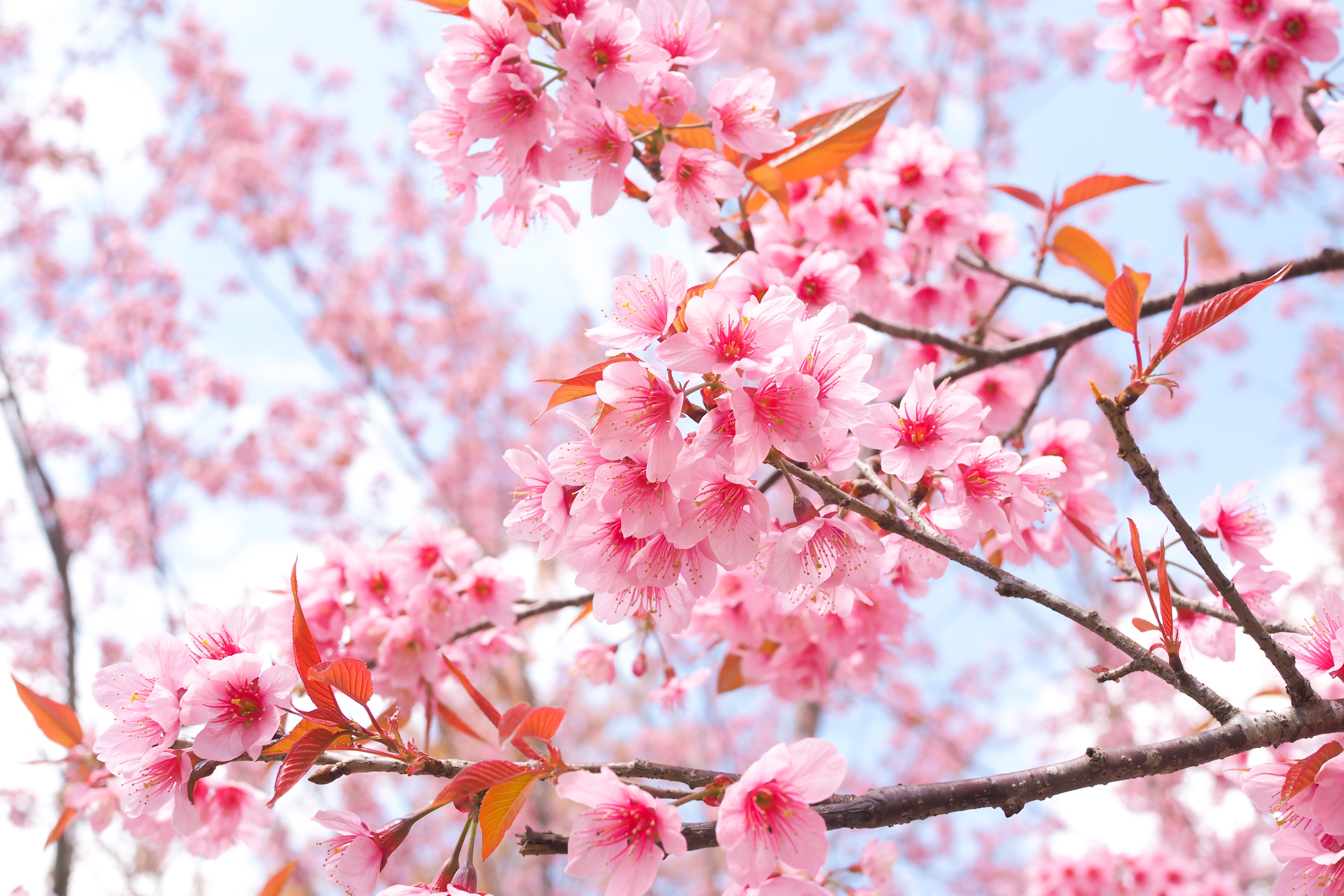 Bạn yêu thích những bức tranh nền được lấy cảm hứng từ thiên nhiên và muốn cảm nhận sự tinh khiết của hoa anh đào trong tầm mắt của mình? Hãy xem bức hình nền Cherry Blossom Tree Wallpaper của chúng tôi để thấy sự xuất sắc trong thiết kế và độ sắc nét của hình ảnh.