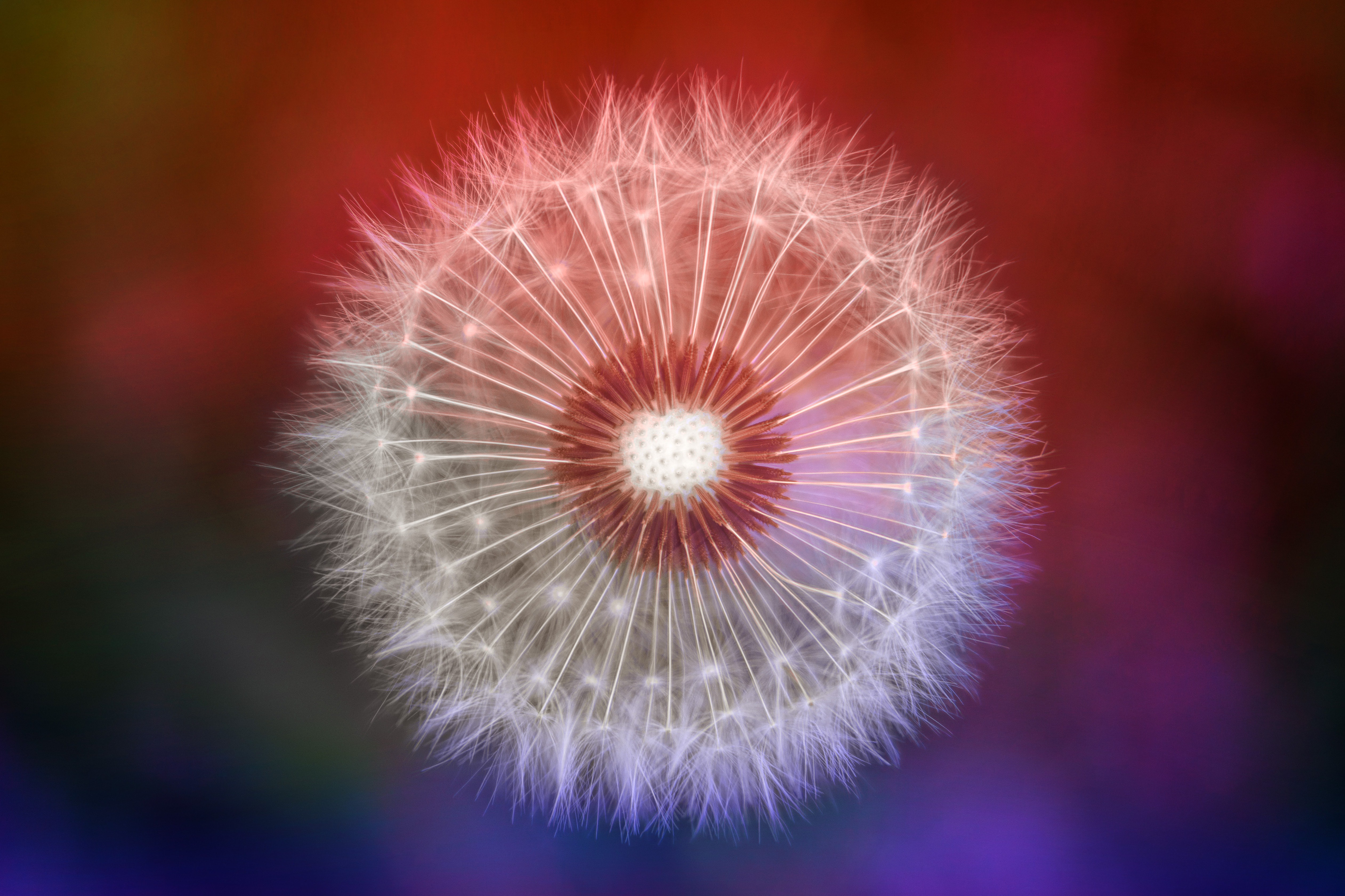 close up dandelions 4k 1606575072