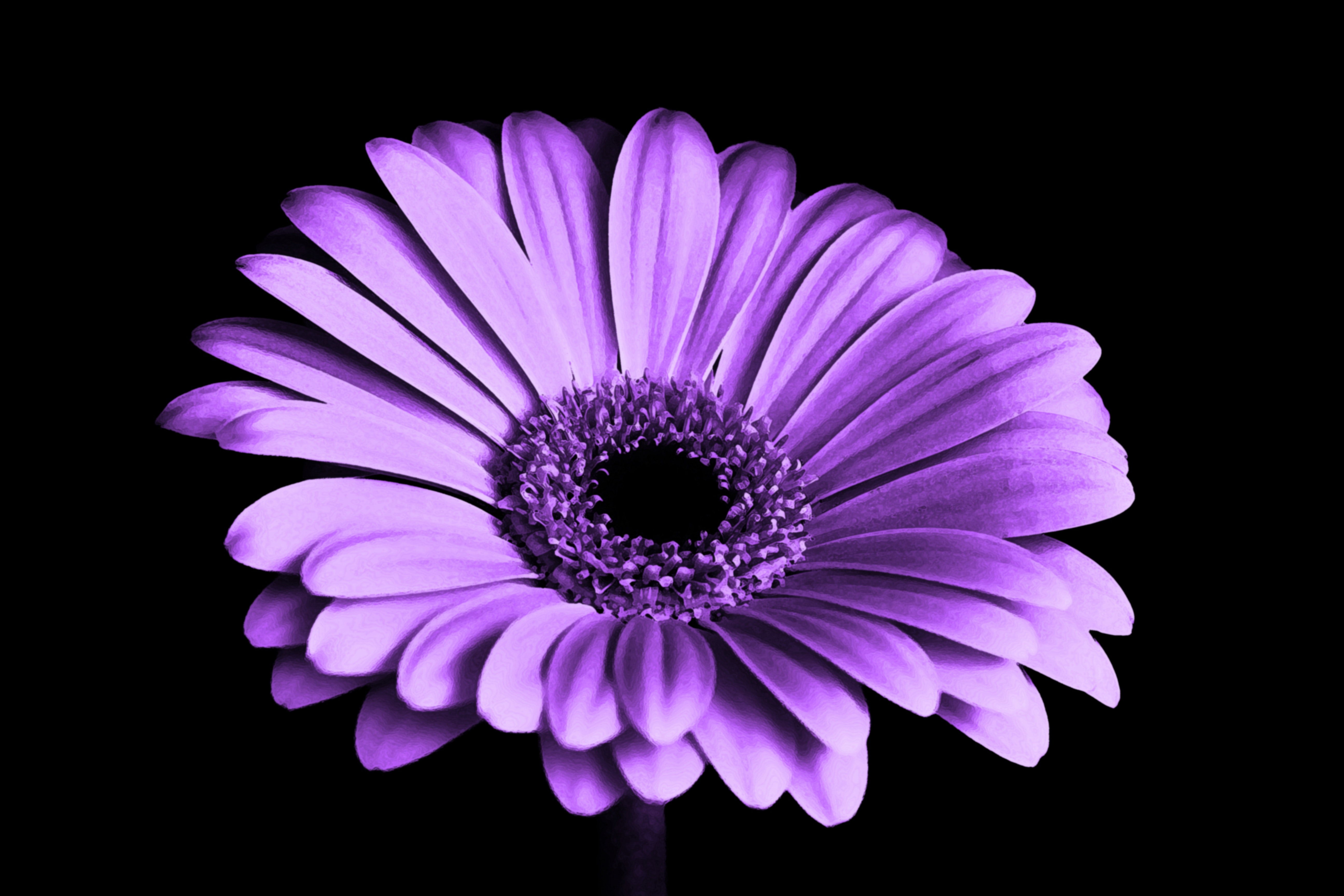 close up of purple petaled flower 4k 1606512712