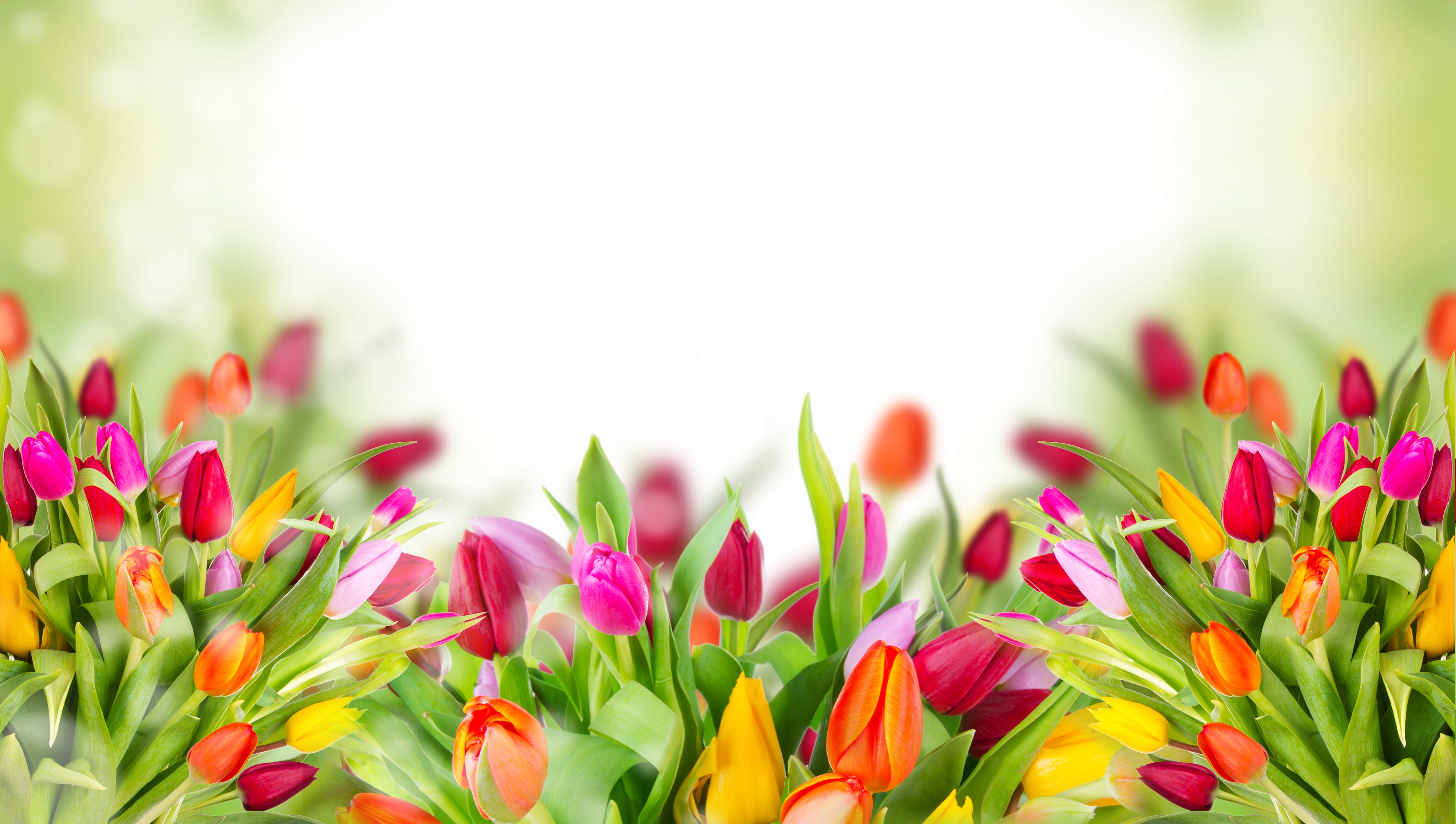 colorful tulips 4k 1606508938