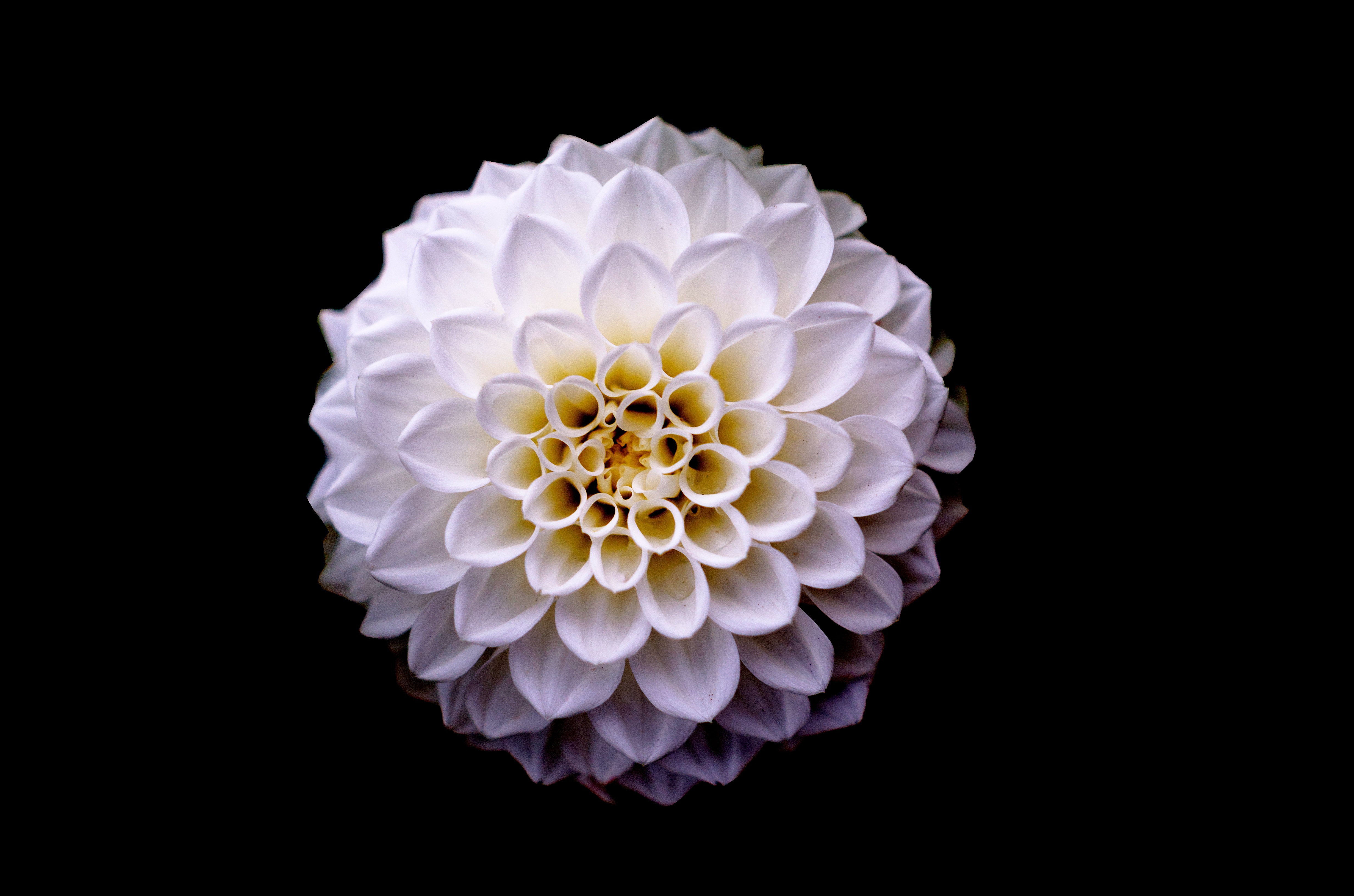 dahlia floral flower 4k 1606509505