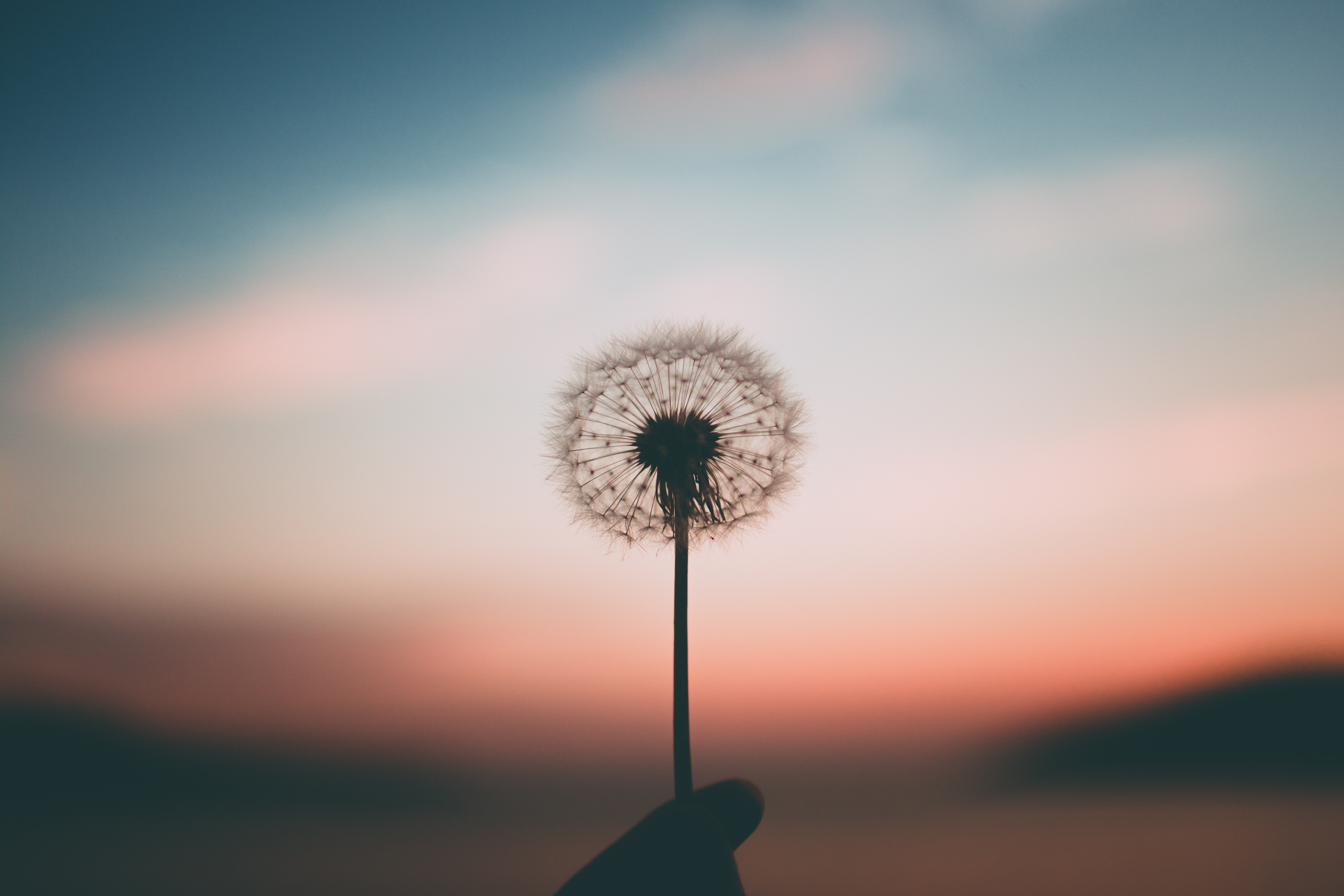 dandelion 4k 1606513640