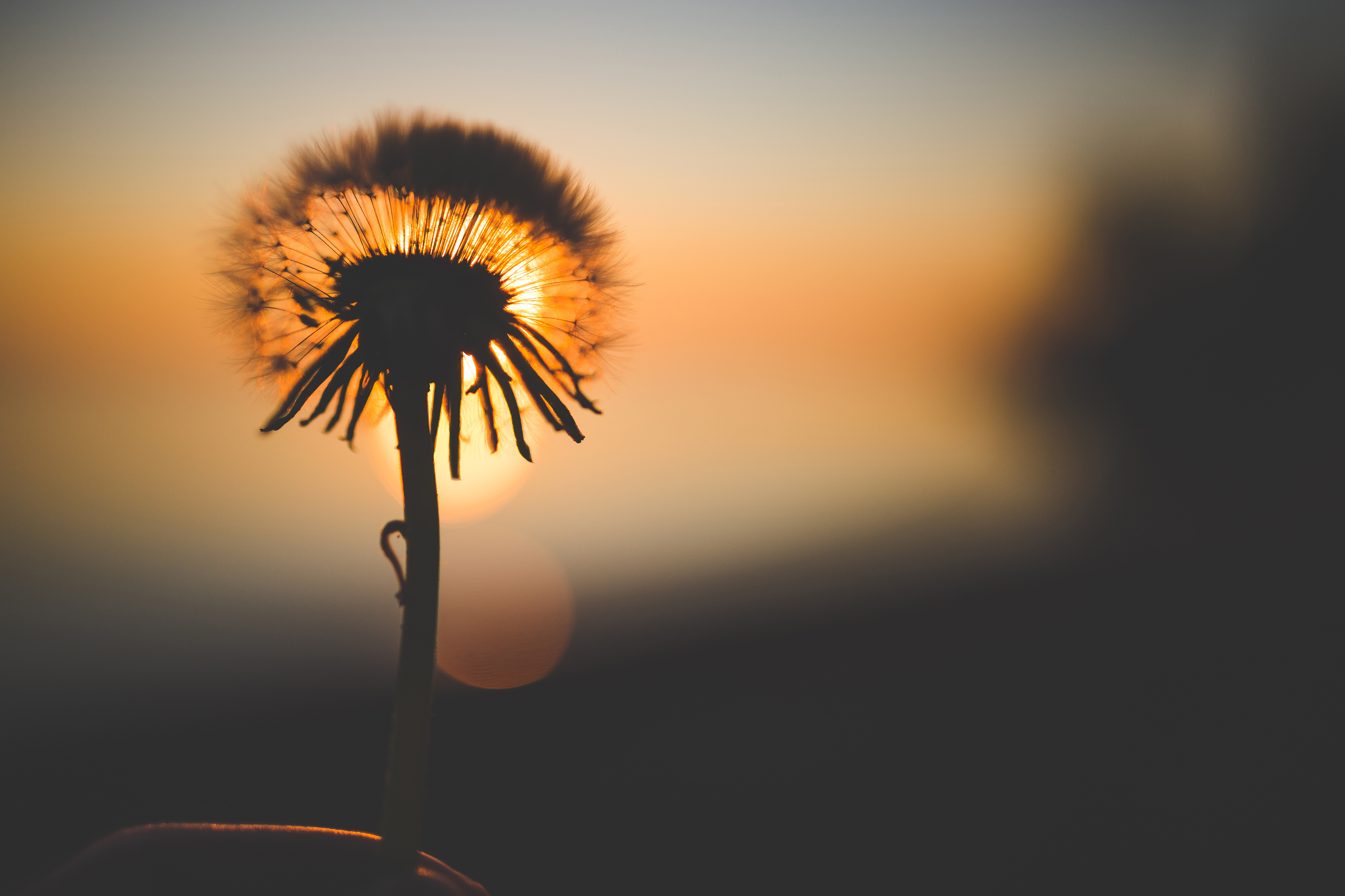 dandelion flower behind sun 4k 1606510414