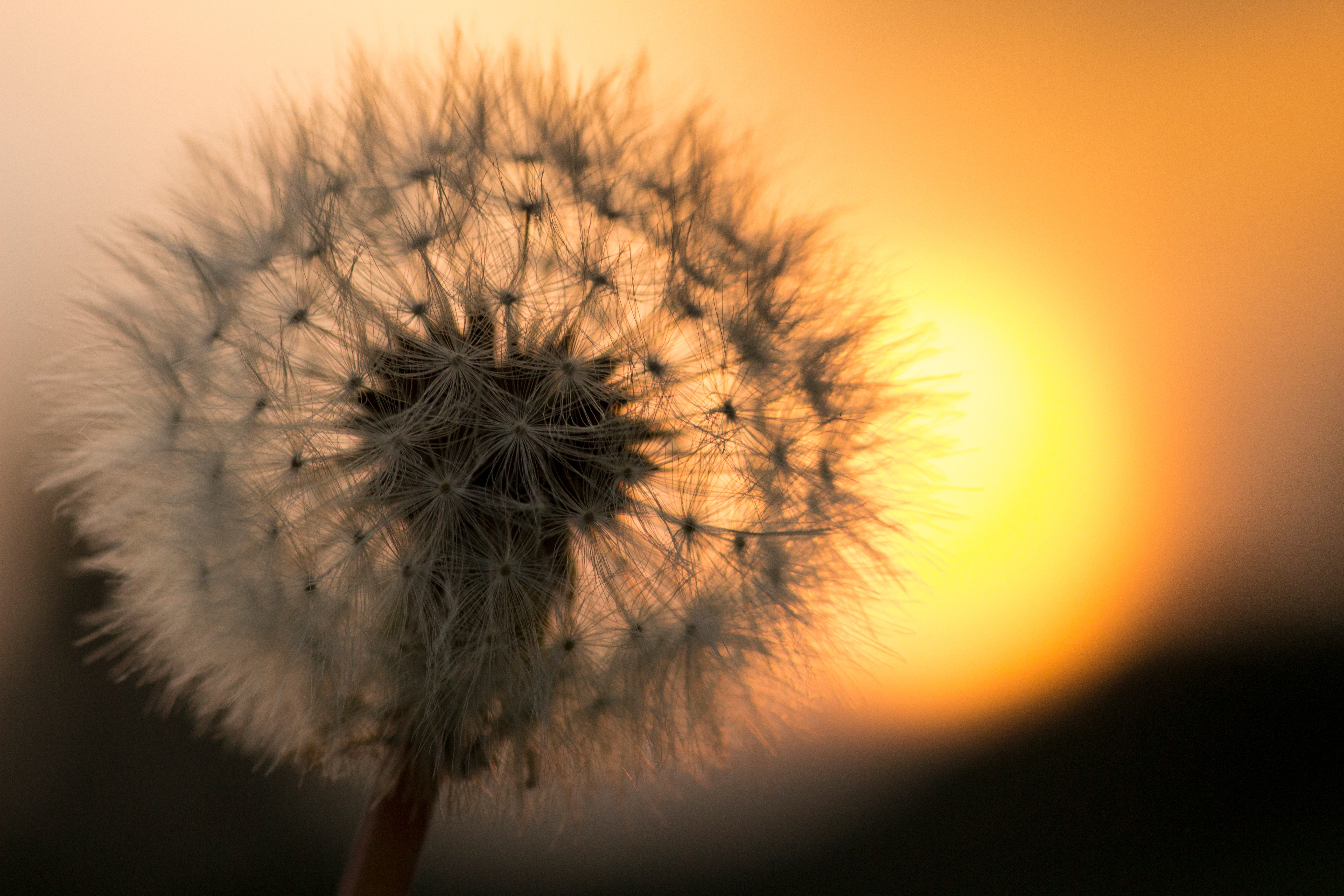 dandelion flower macro 4k 1606512712