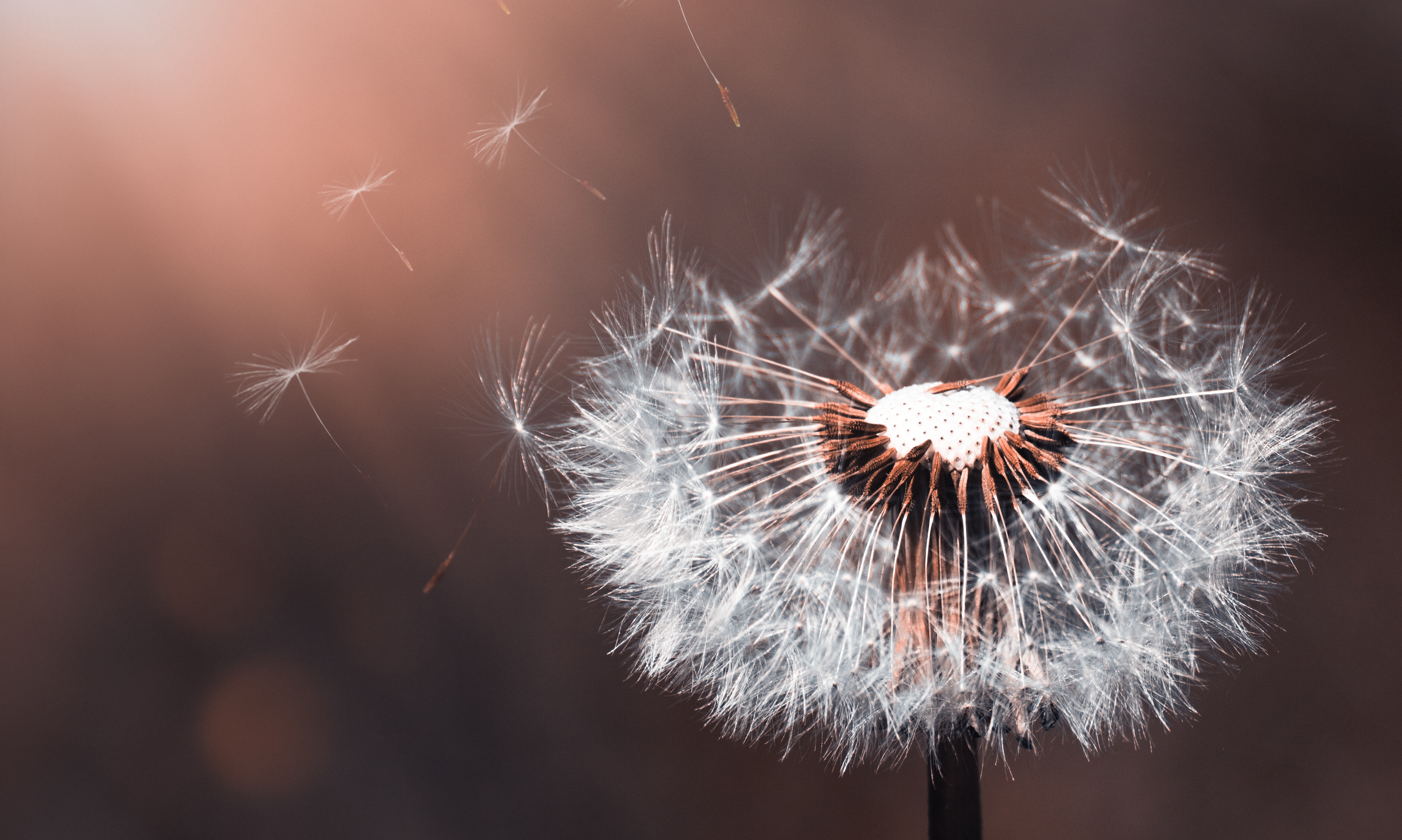 dandelion flower macro 4k 1606575168