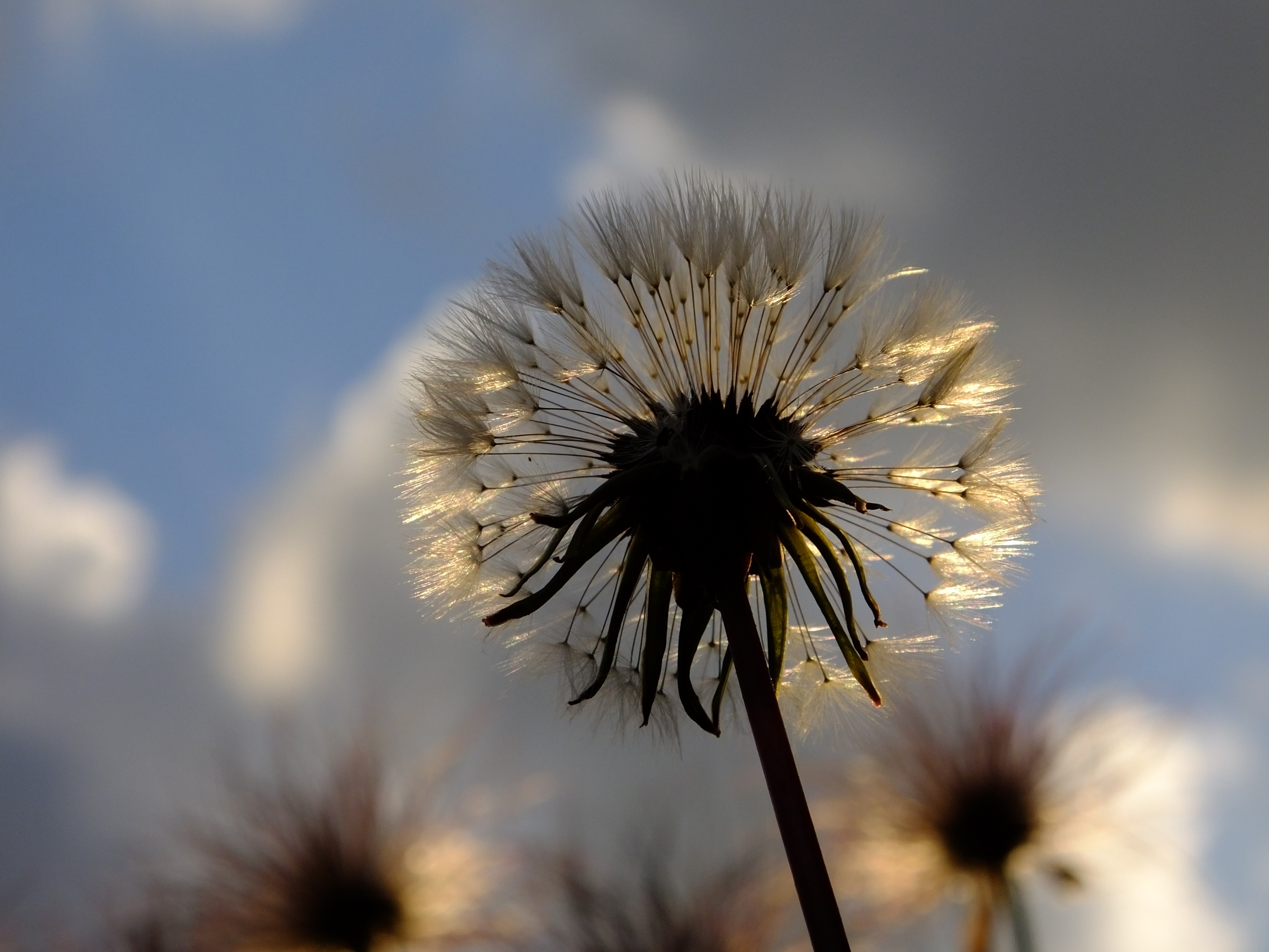 dandelion plant 4k 1606510414