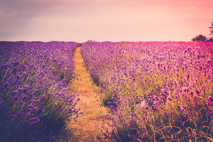 farm field flora flowers scenery 4k 1606512621