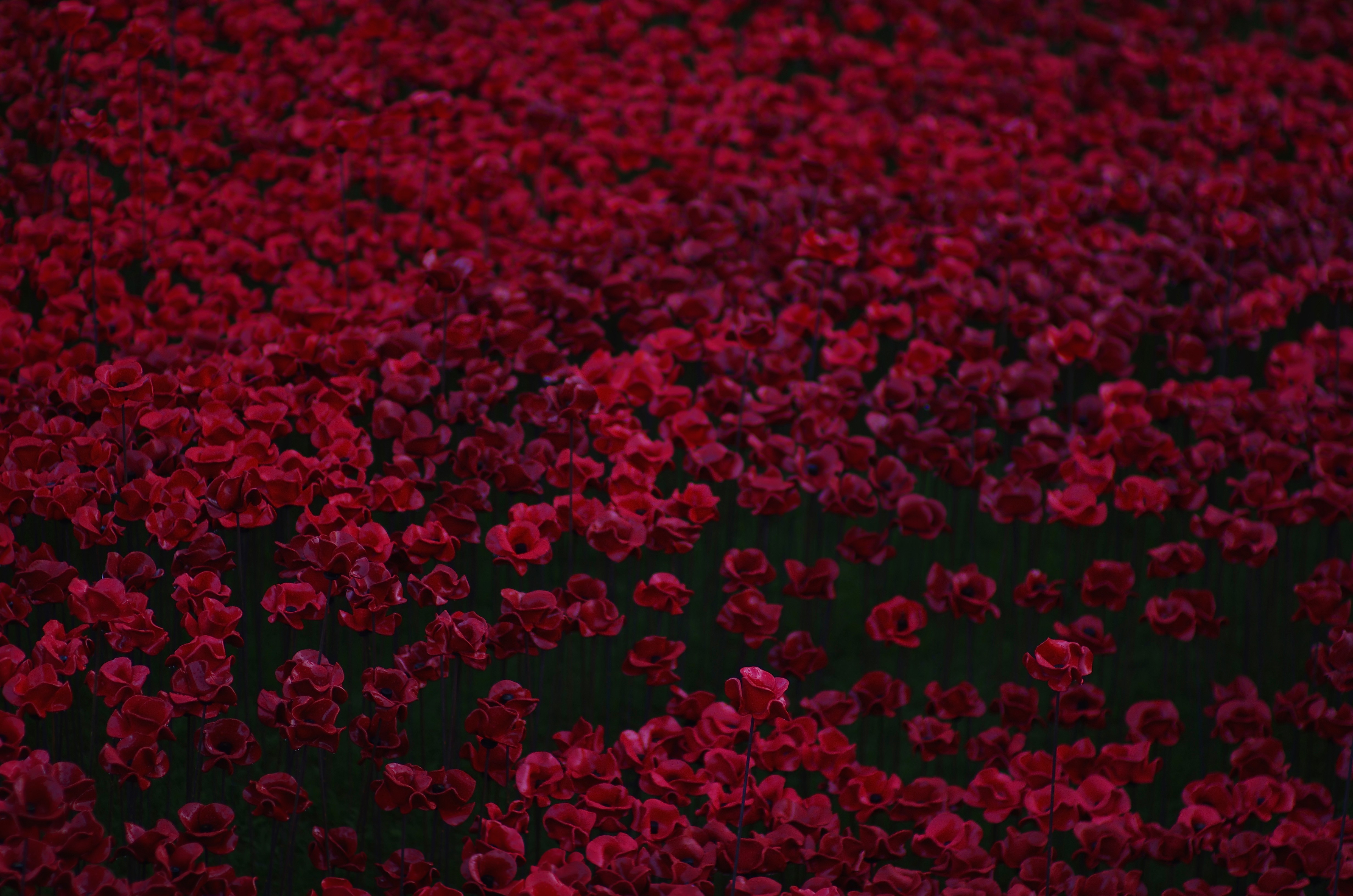 flowers bed 4k 1606575218