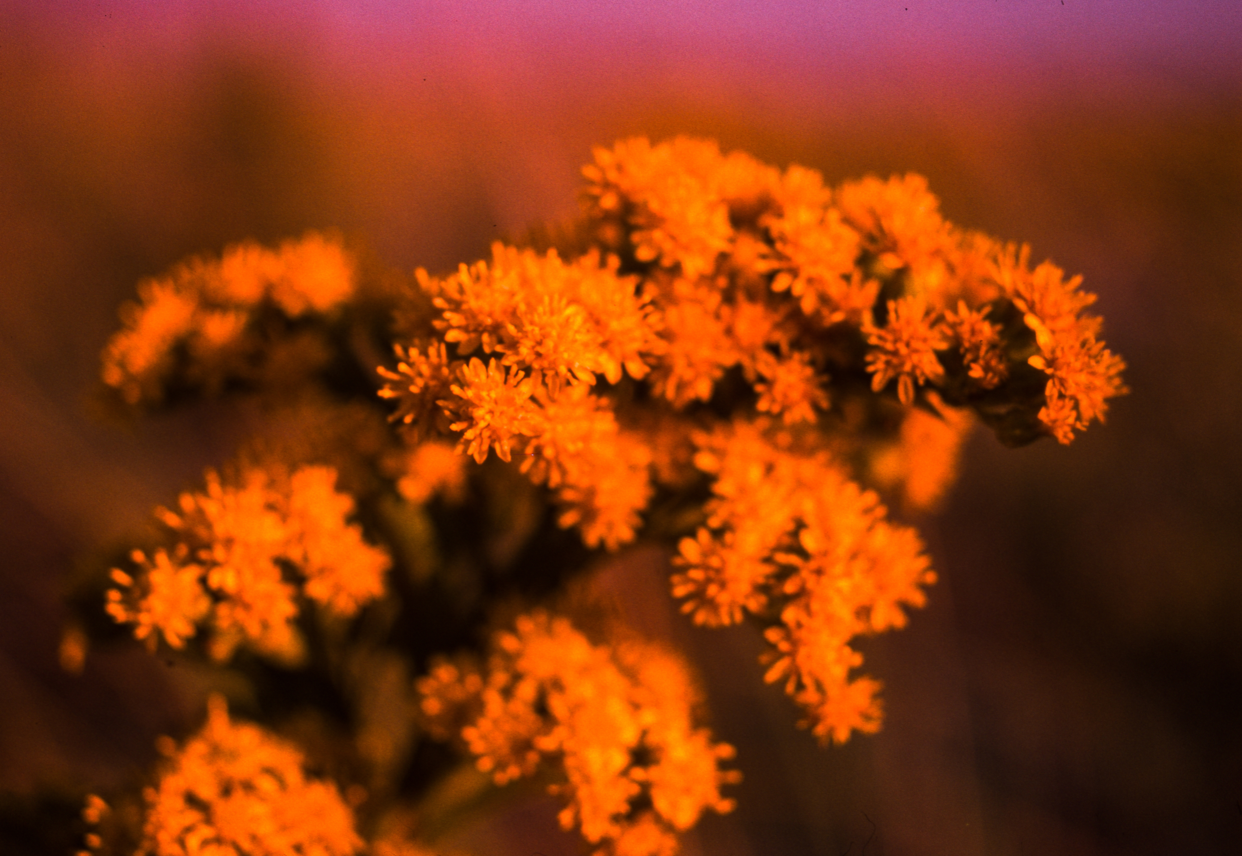 kodachrome flowers 4k 1606577719