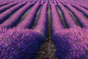 lavender farm 4k 1606513745