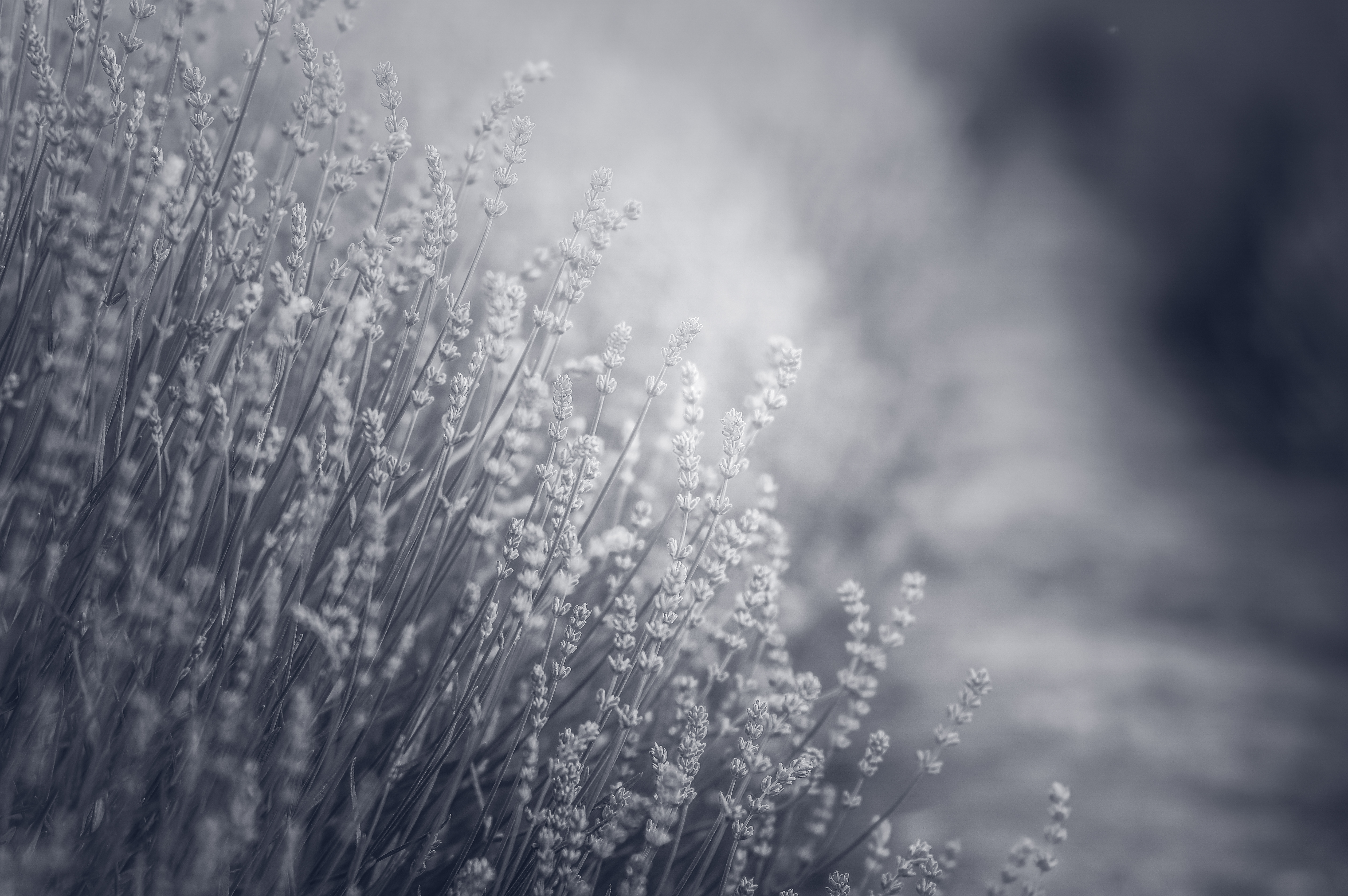 lavender flowers field monochrome 4k 1606577928