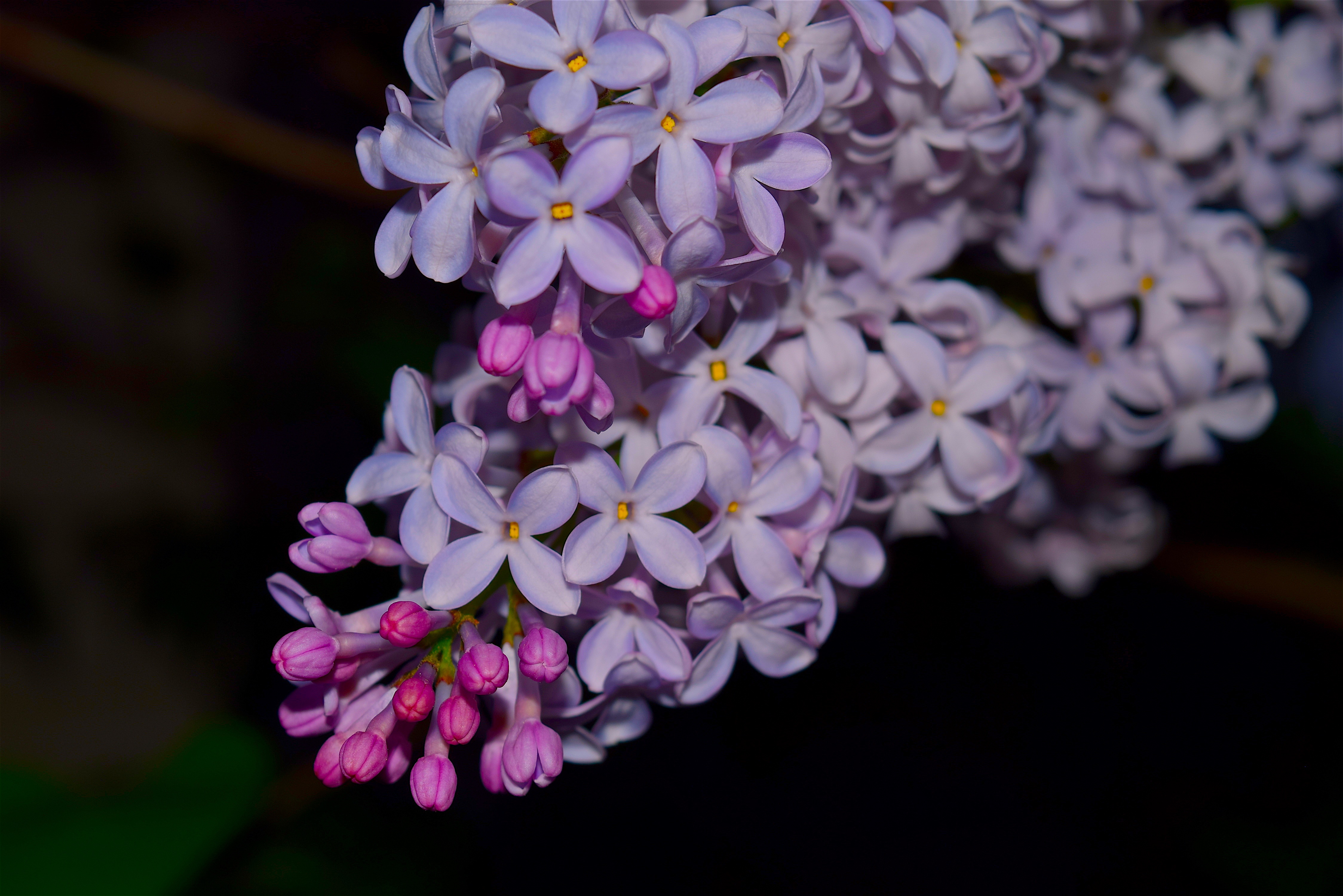 lilac flowers 4k 1606508765