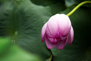 lotus leaf 4k 1606510616