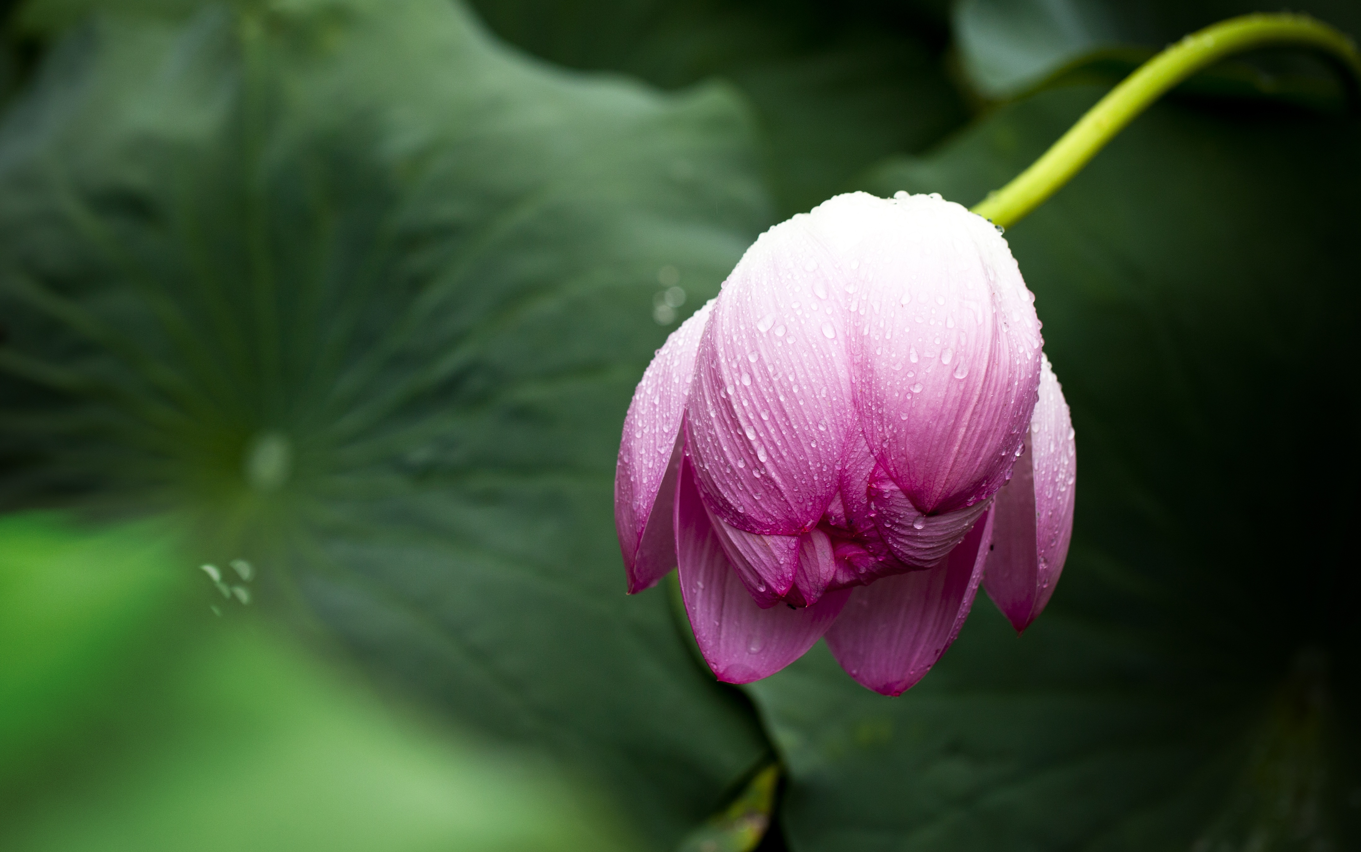 lotus leaf 4k 1606510616