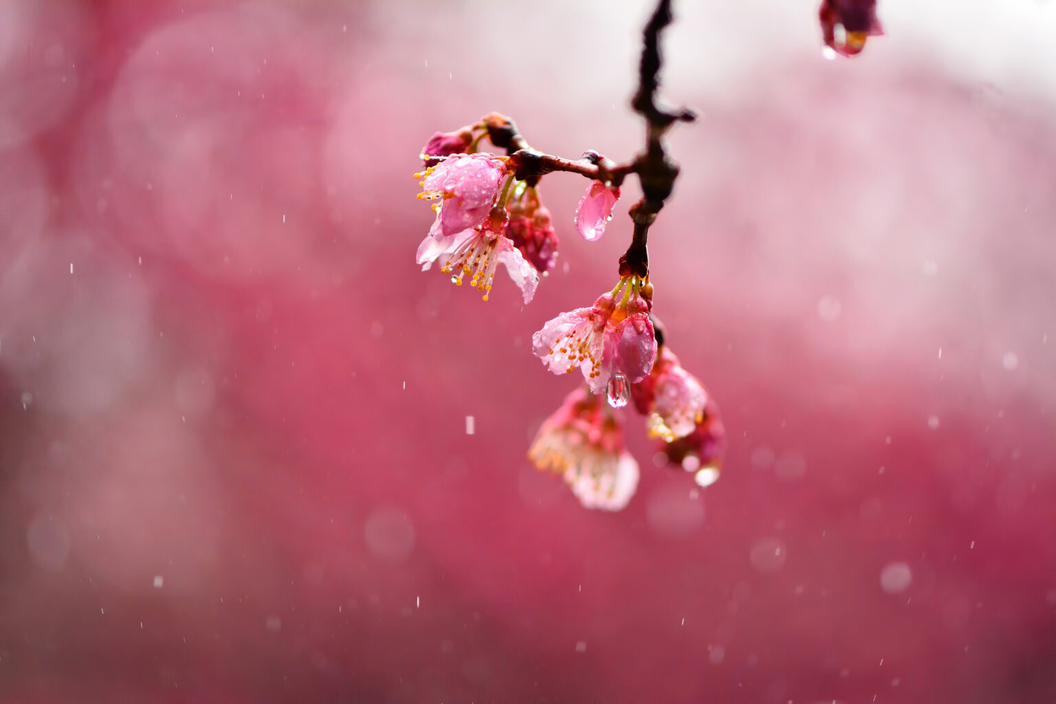 4K Macro Blossom Flowers Dews 4k wallpapers Wallpapers - 4k Wallpapers ...