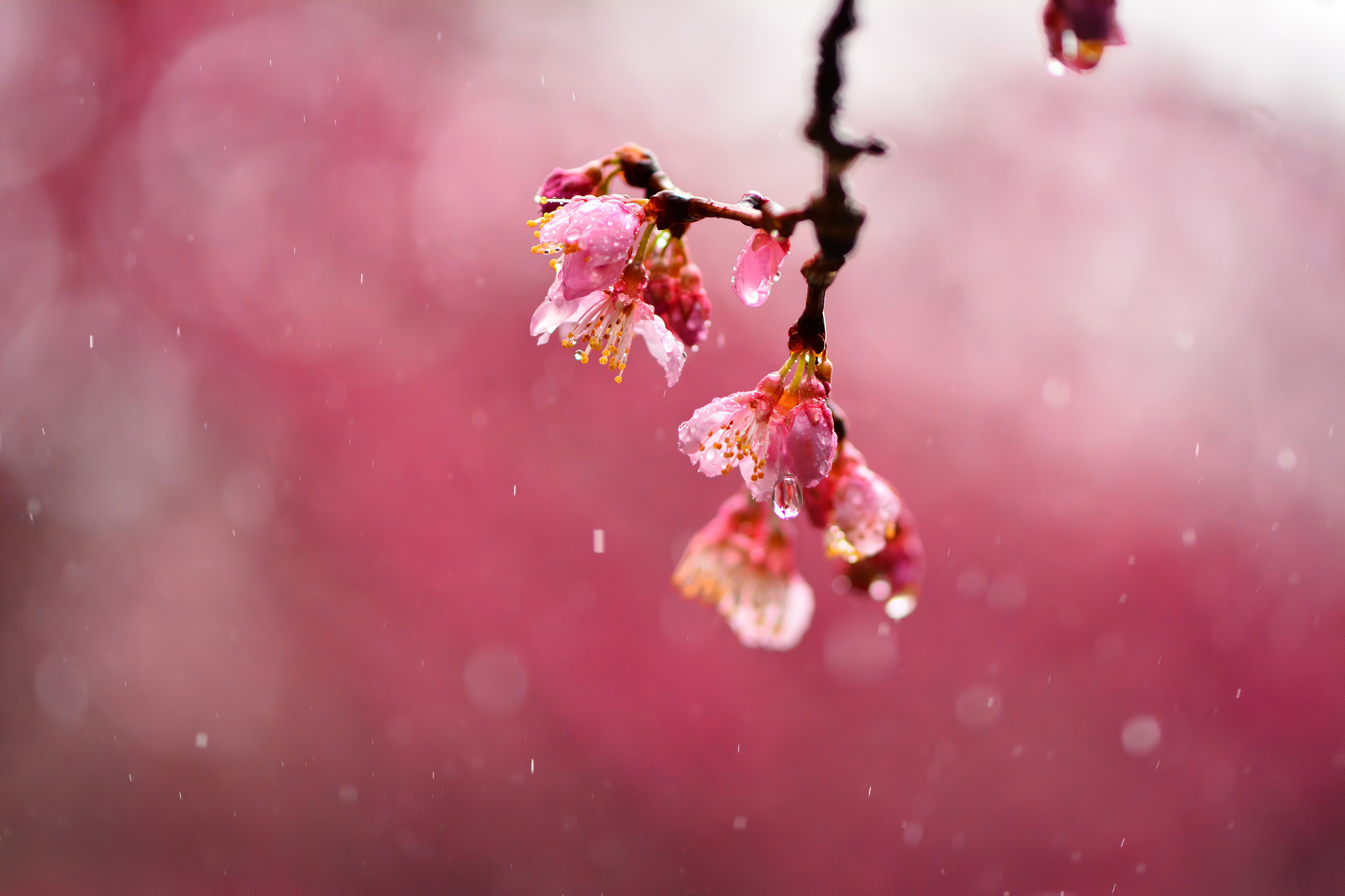 macro blossom flowers dews 4k 1606577705 1