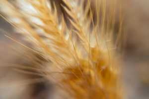 macro wheat 4k 1606575168