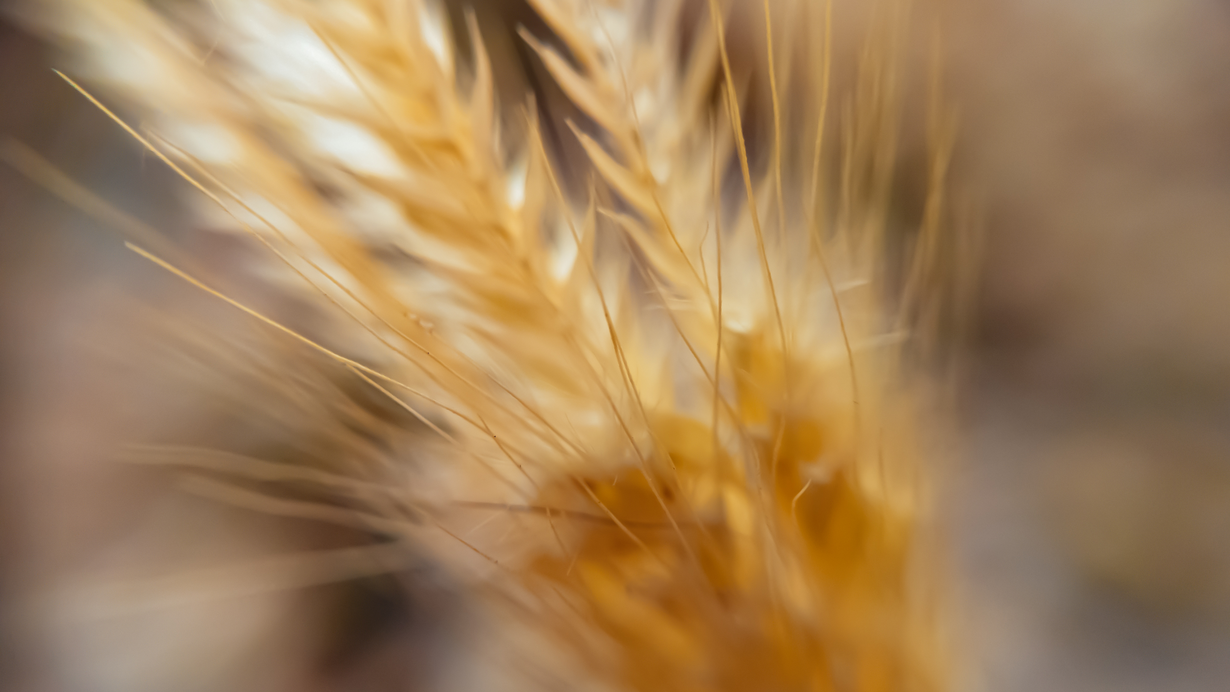 macro wheat 4k 1606575168