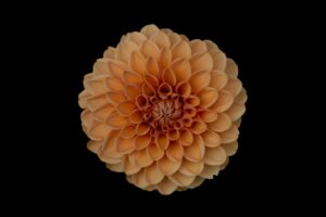 orange dahlia flower 4k 1606508765