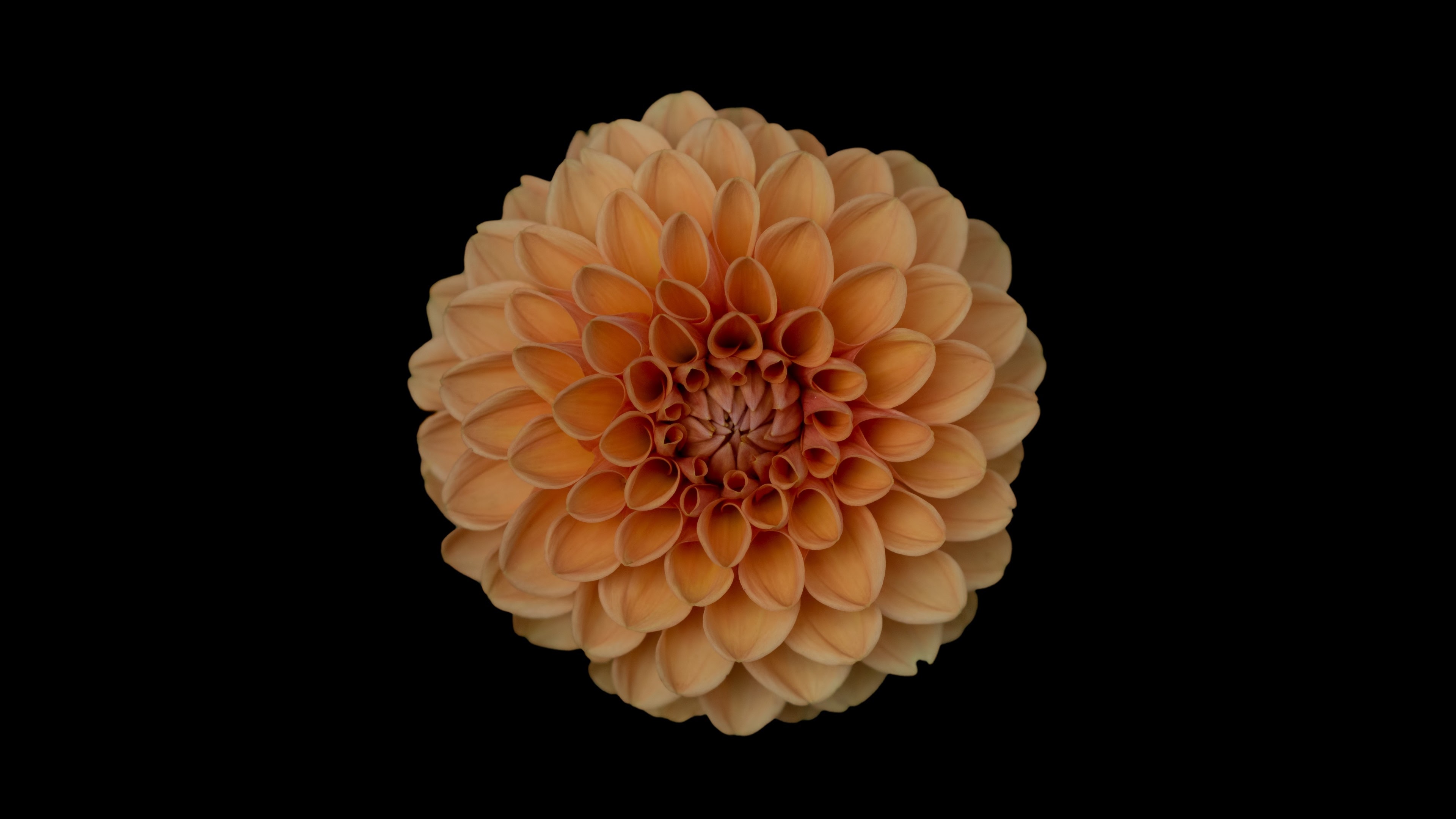 orange dahlia flower 4k 1606508765