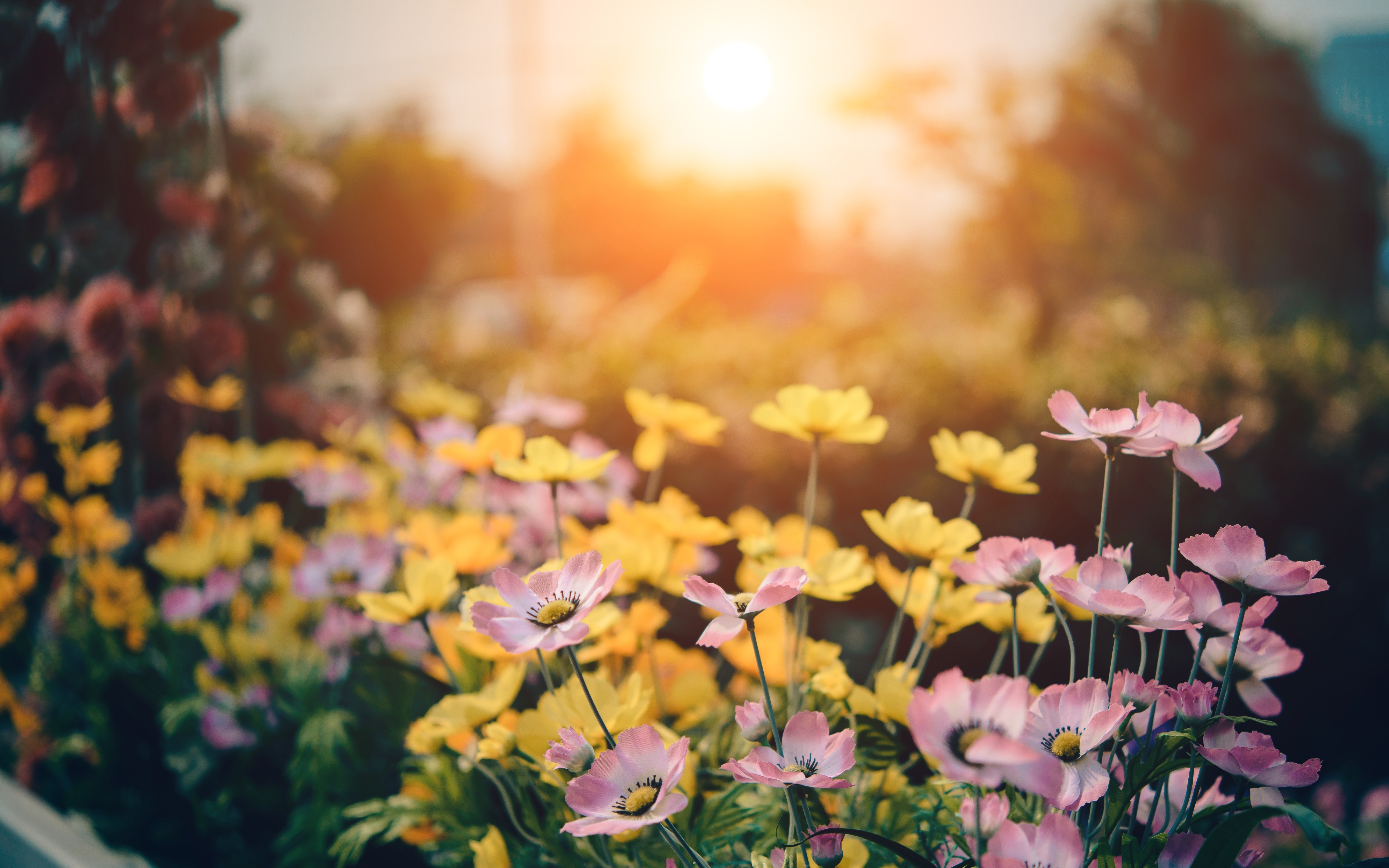 pink and yellow flowers 4k 1606577720 1