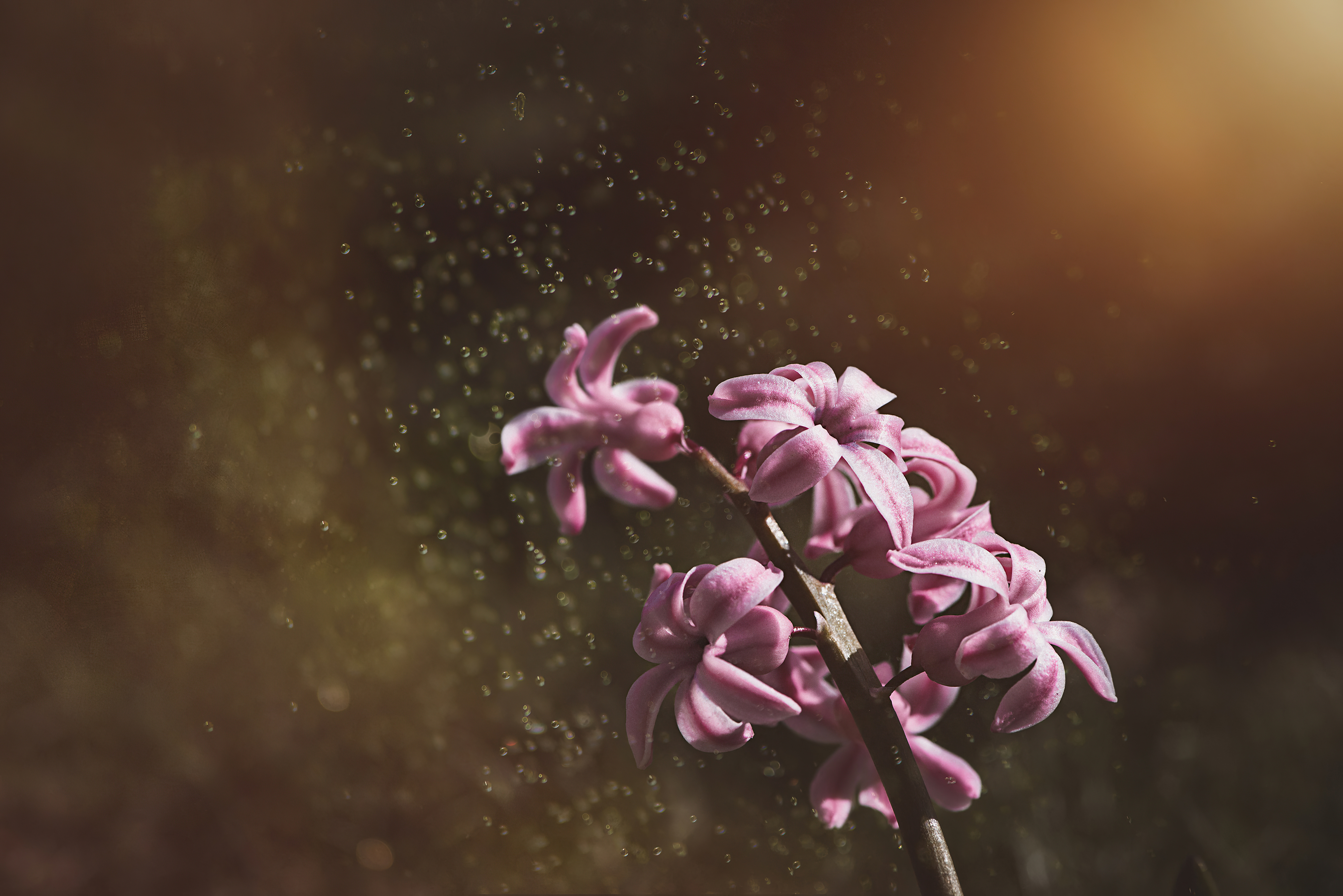 pink color hyacinth flowers 4k 1606577687 1