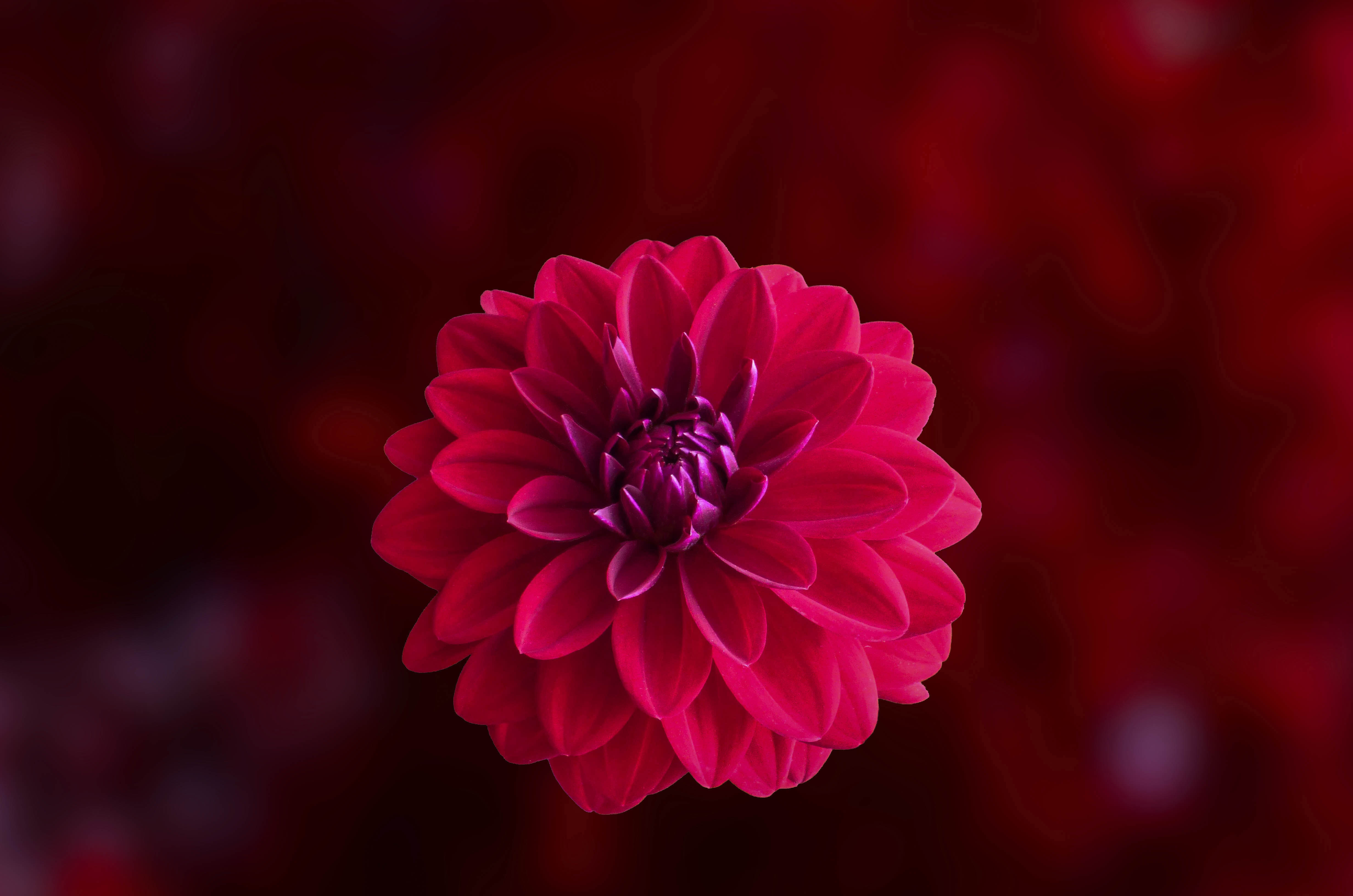 pink dahlia flower 4k 1606512712