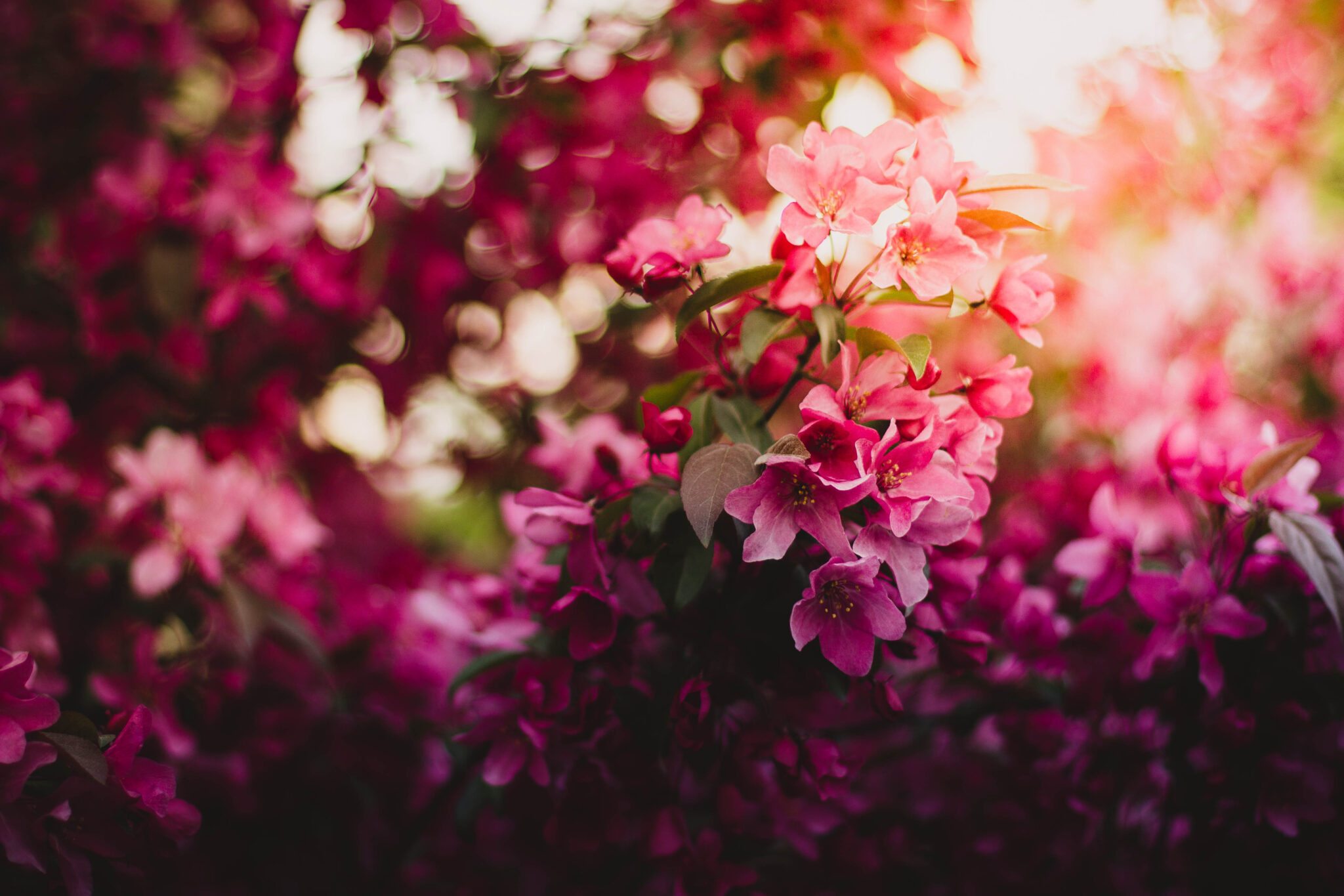 Pink Flowers On Tree 4k