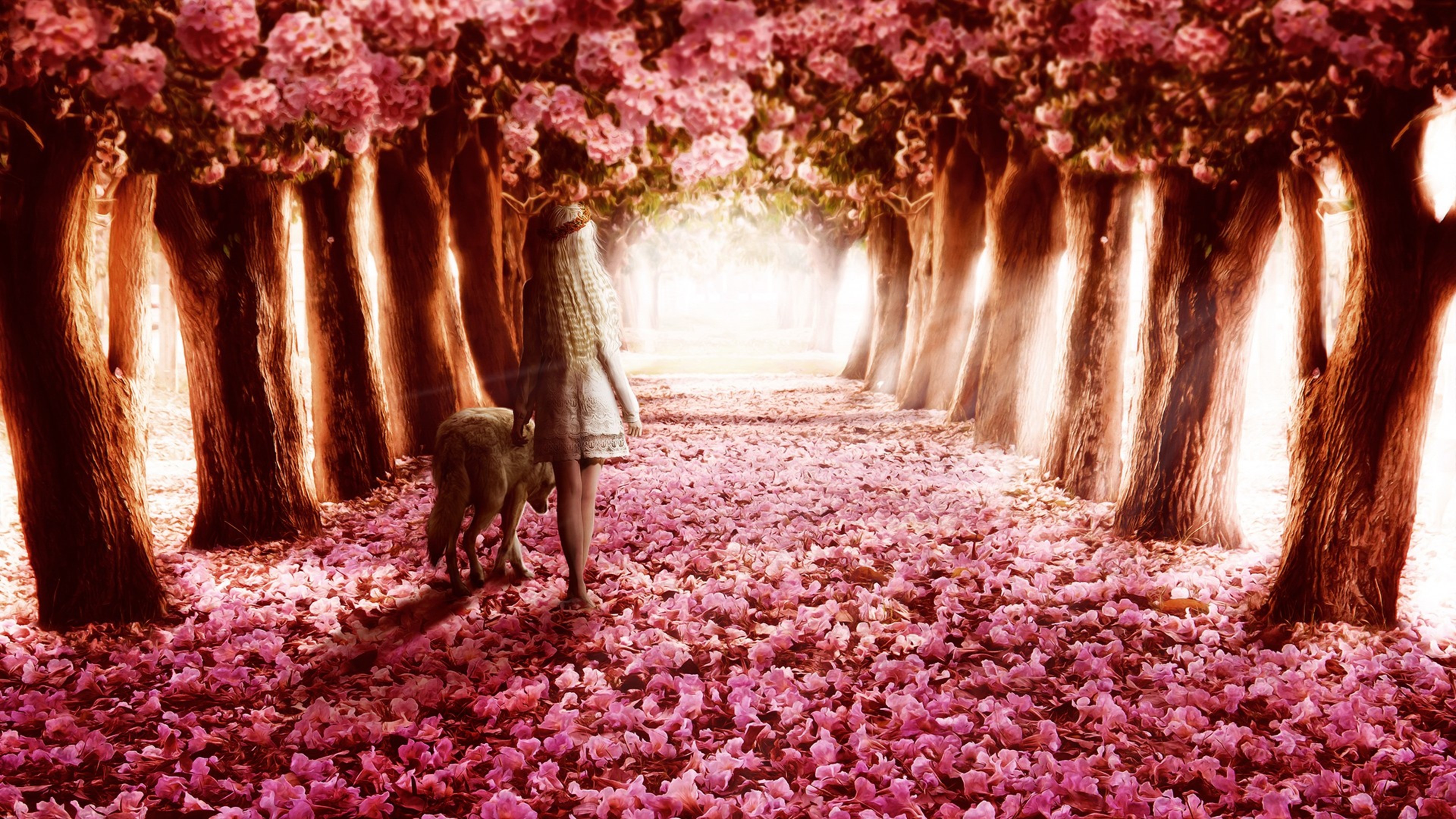 pink flowers path 4k 1606508463