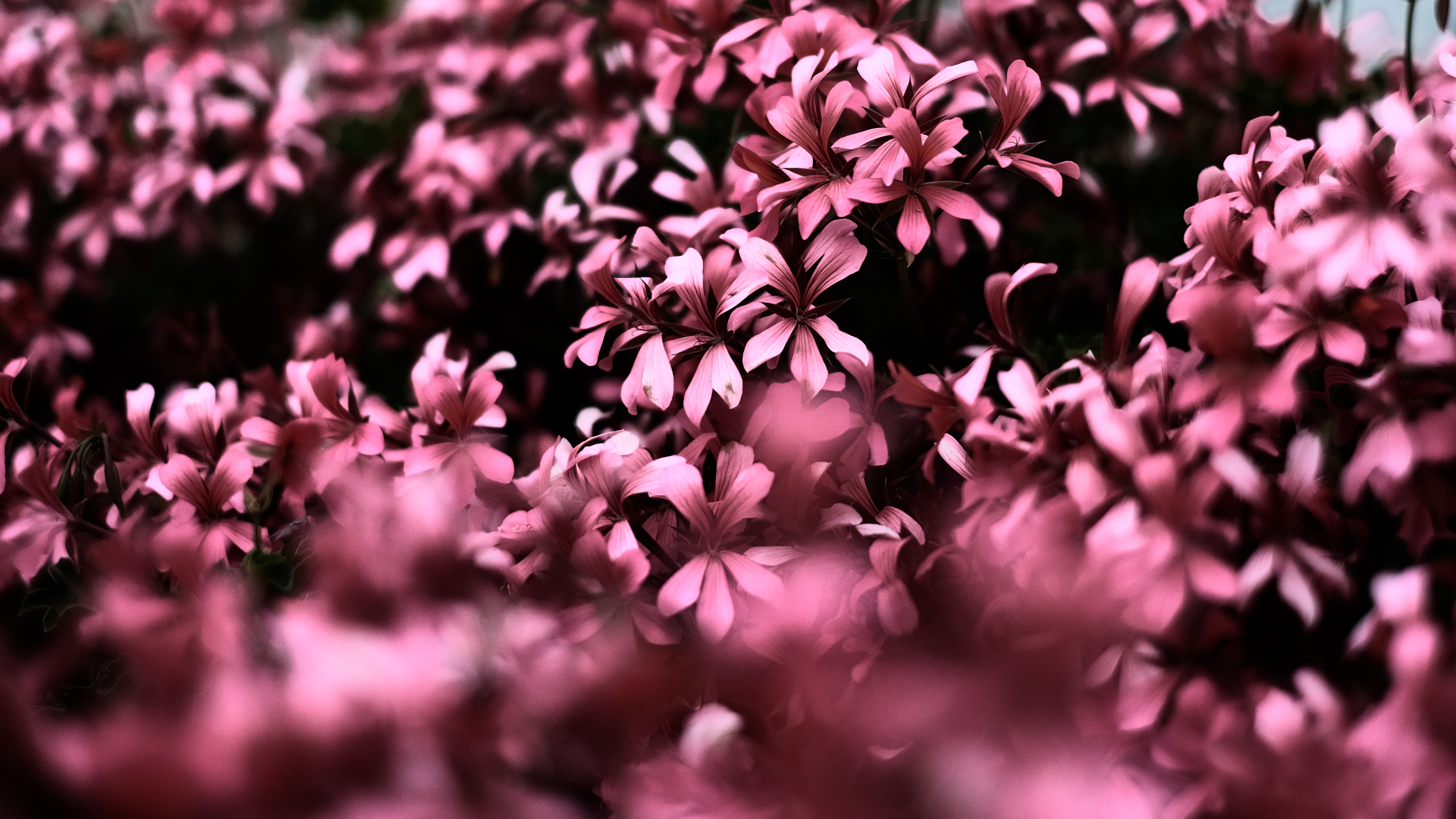 pink flowers ultra hd blur 4k 1606512510