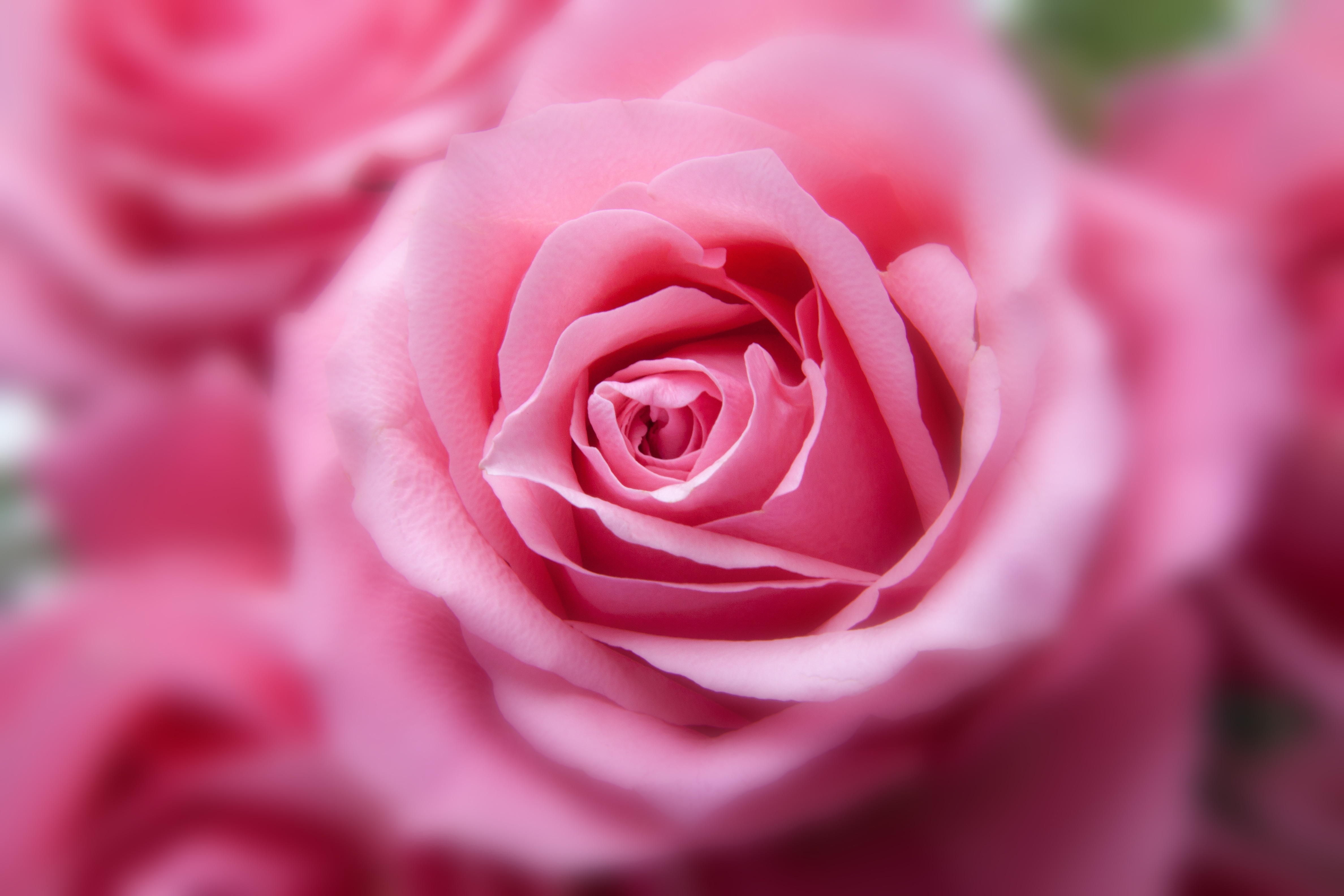 pink rose hd 4k 1606508765