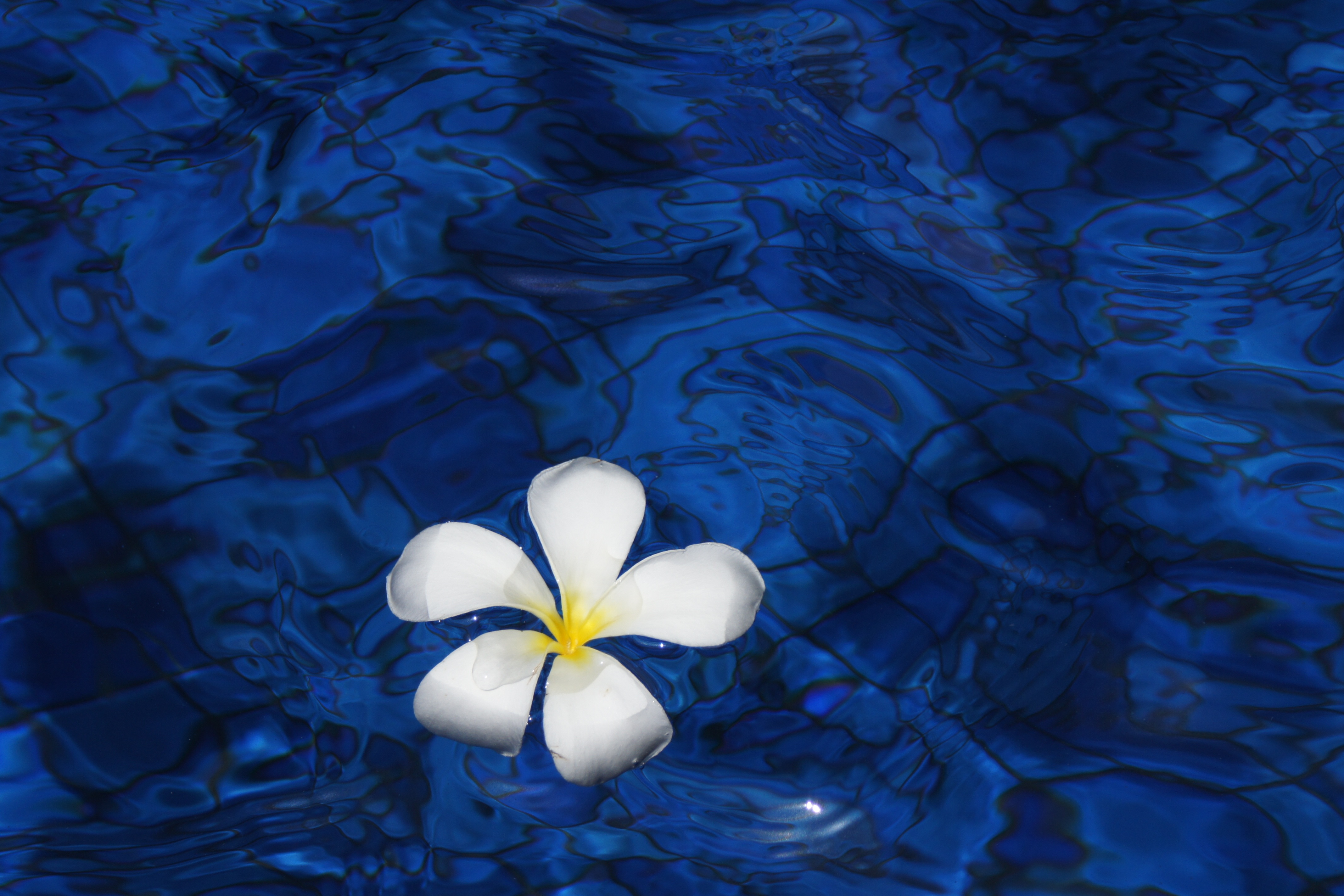 plumeria flower water 4k 1606509505