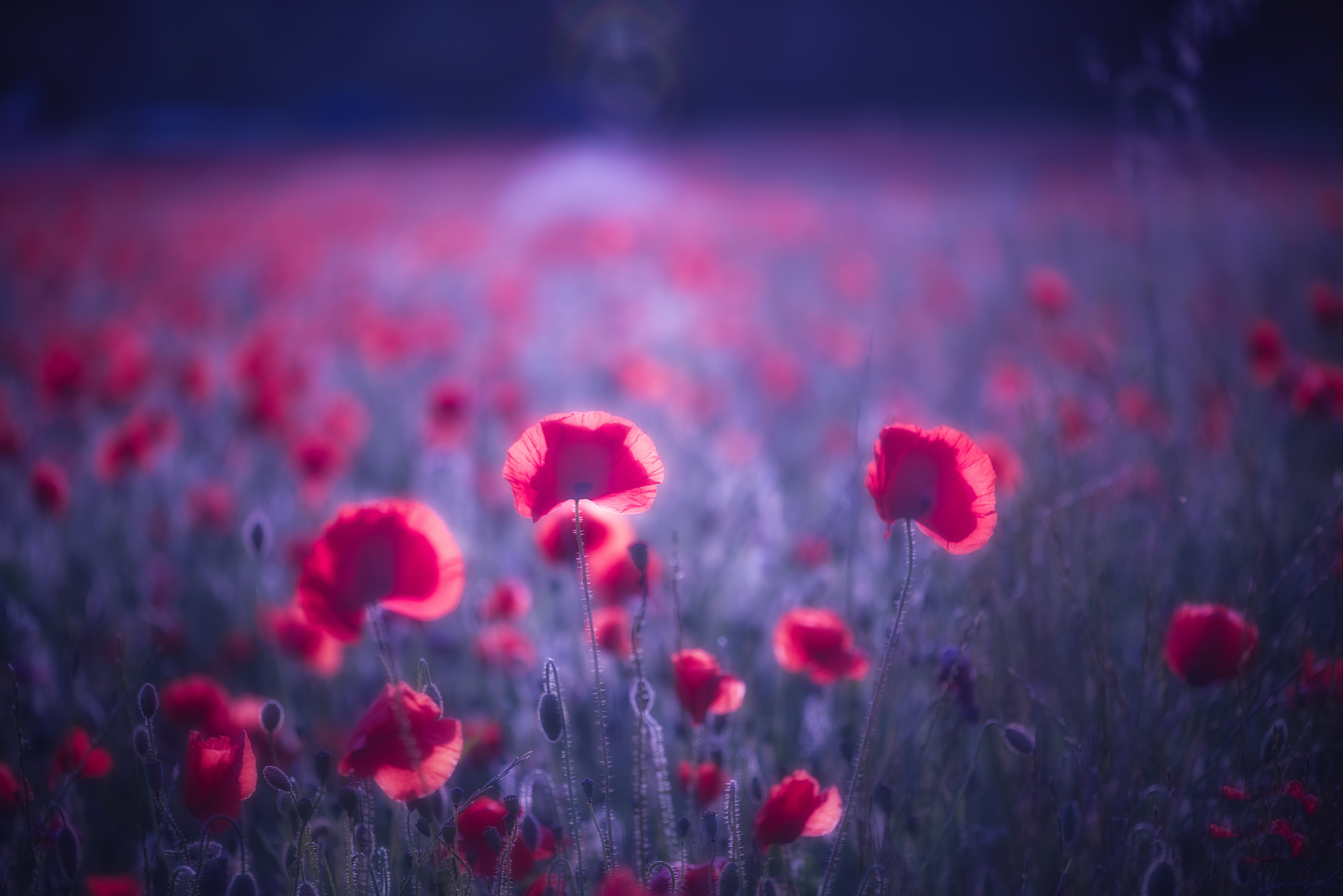 poppy flowers 4k 1606575168