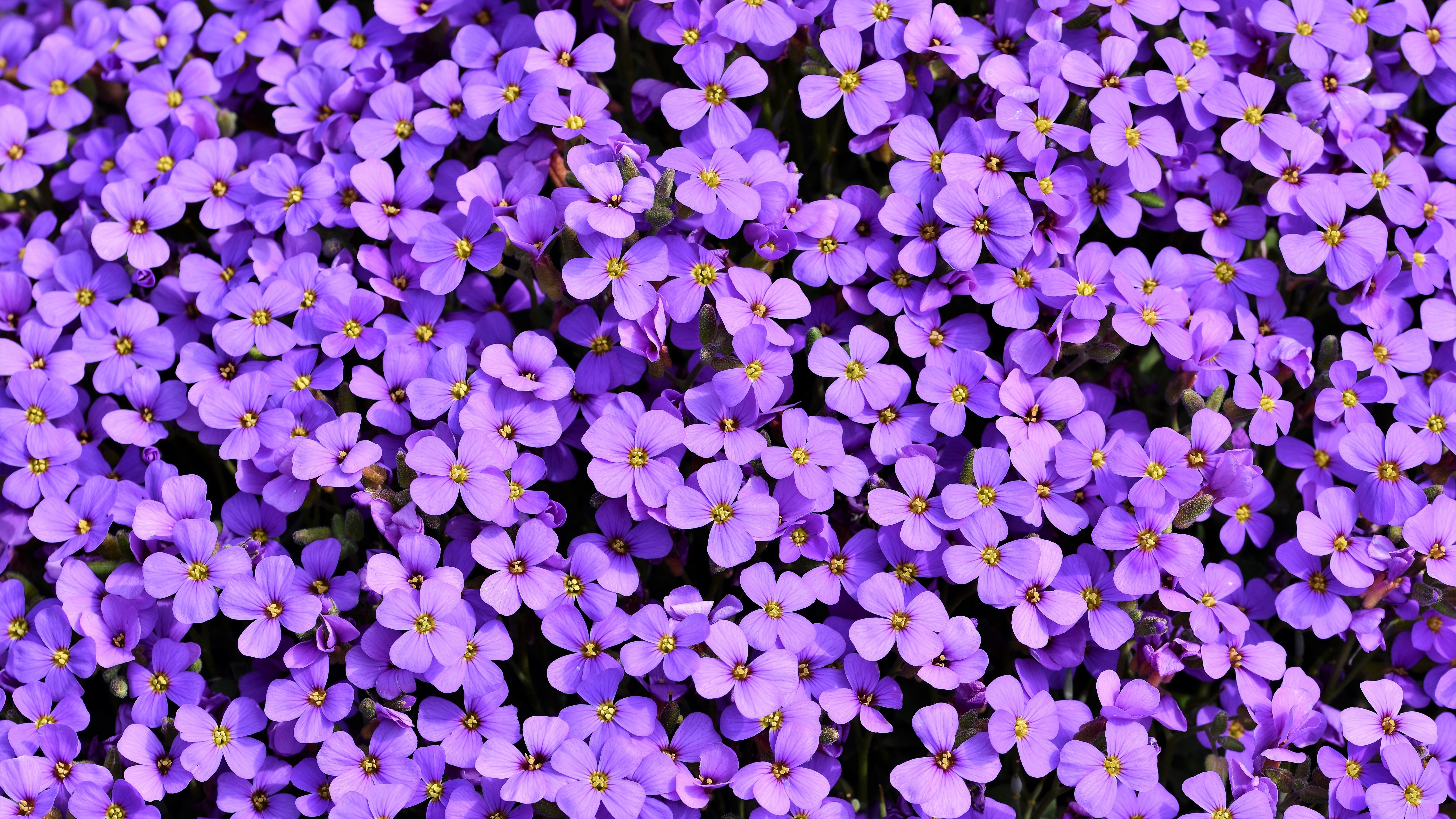 purple flowers background 5k 1606577835