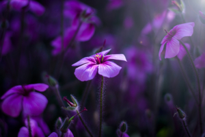 purple flowers macro 4k 1606577928 1