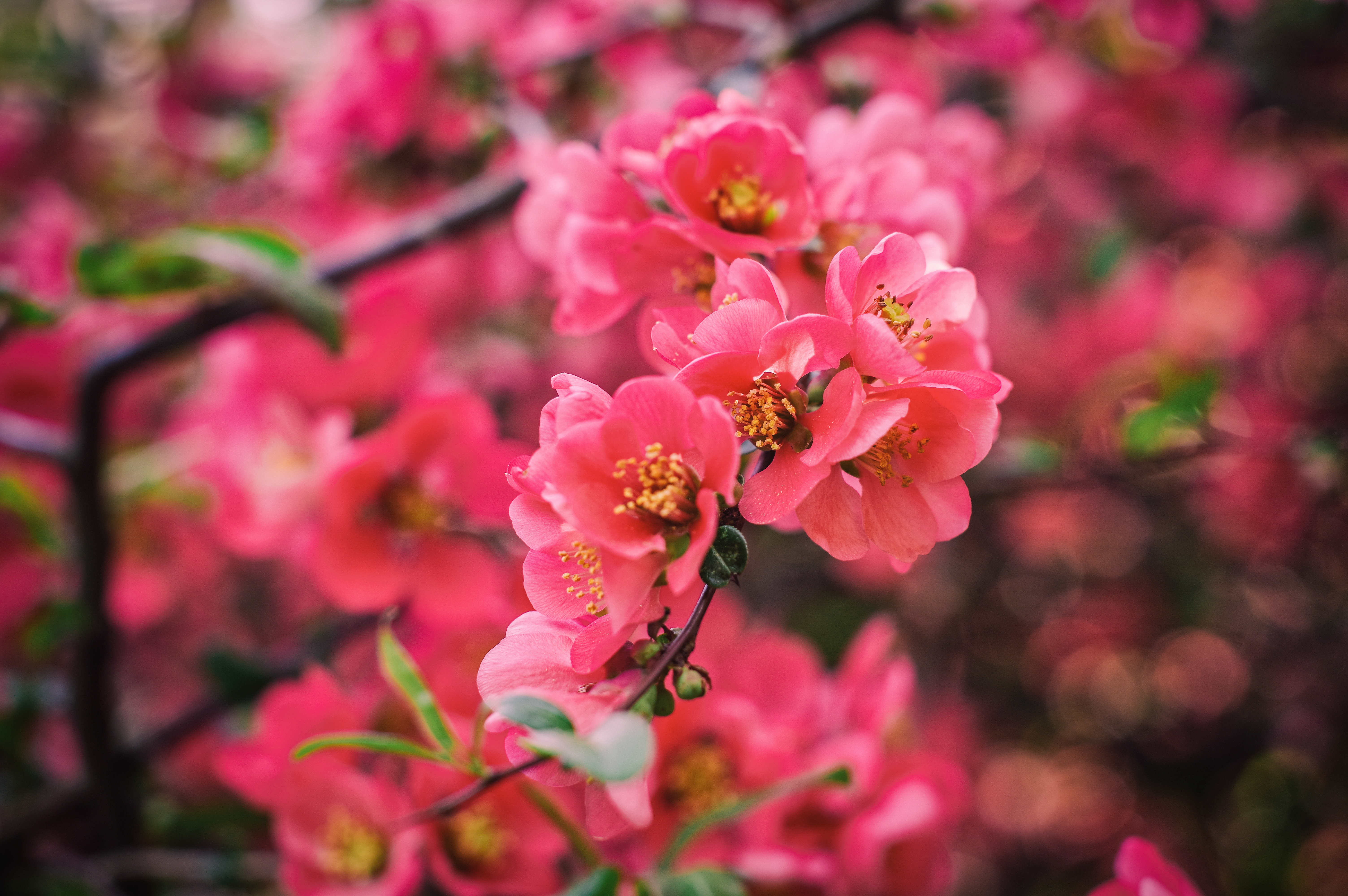 red flowers 4k 1606575072