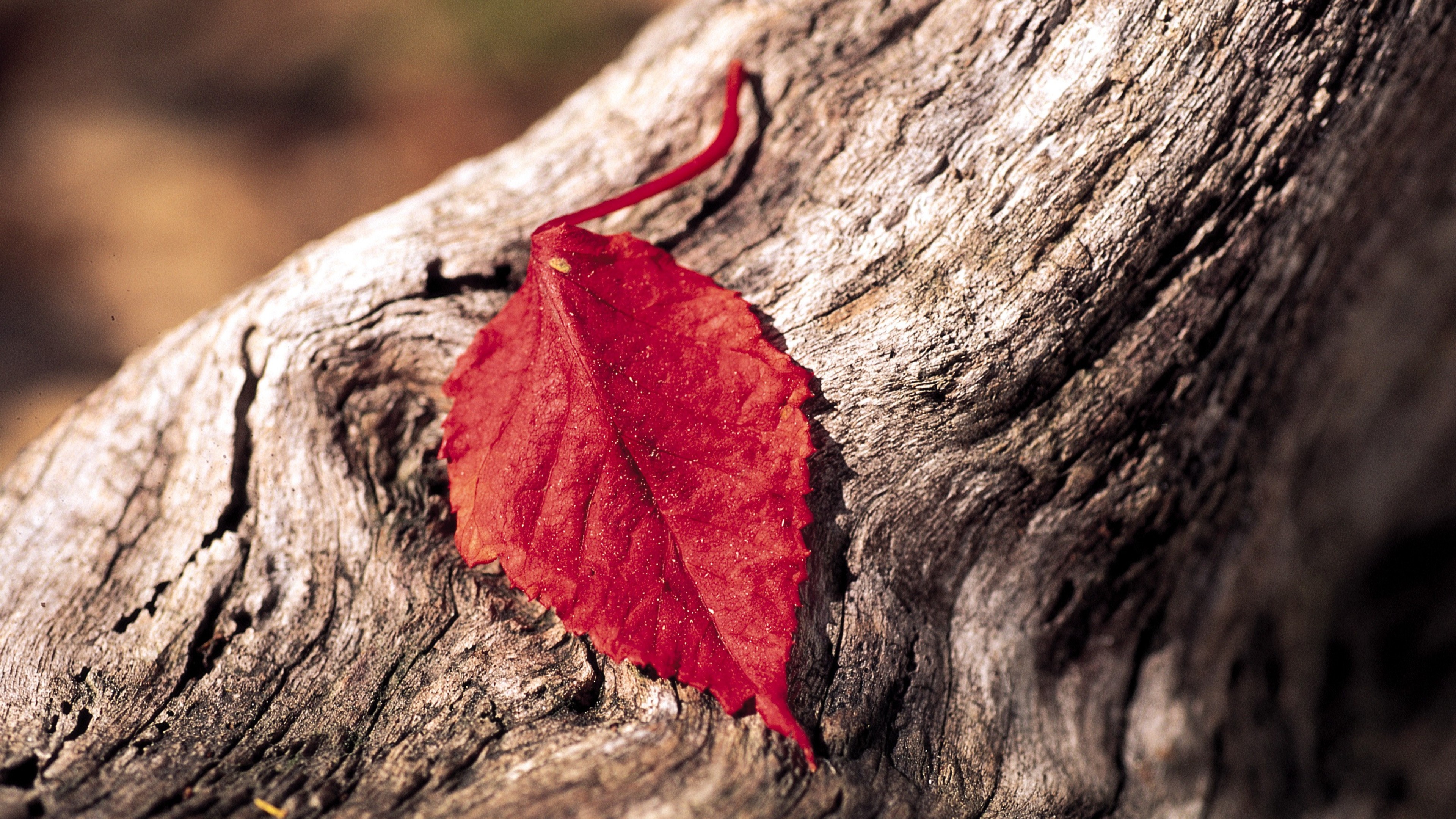 red leaf 4k 1606508440