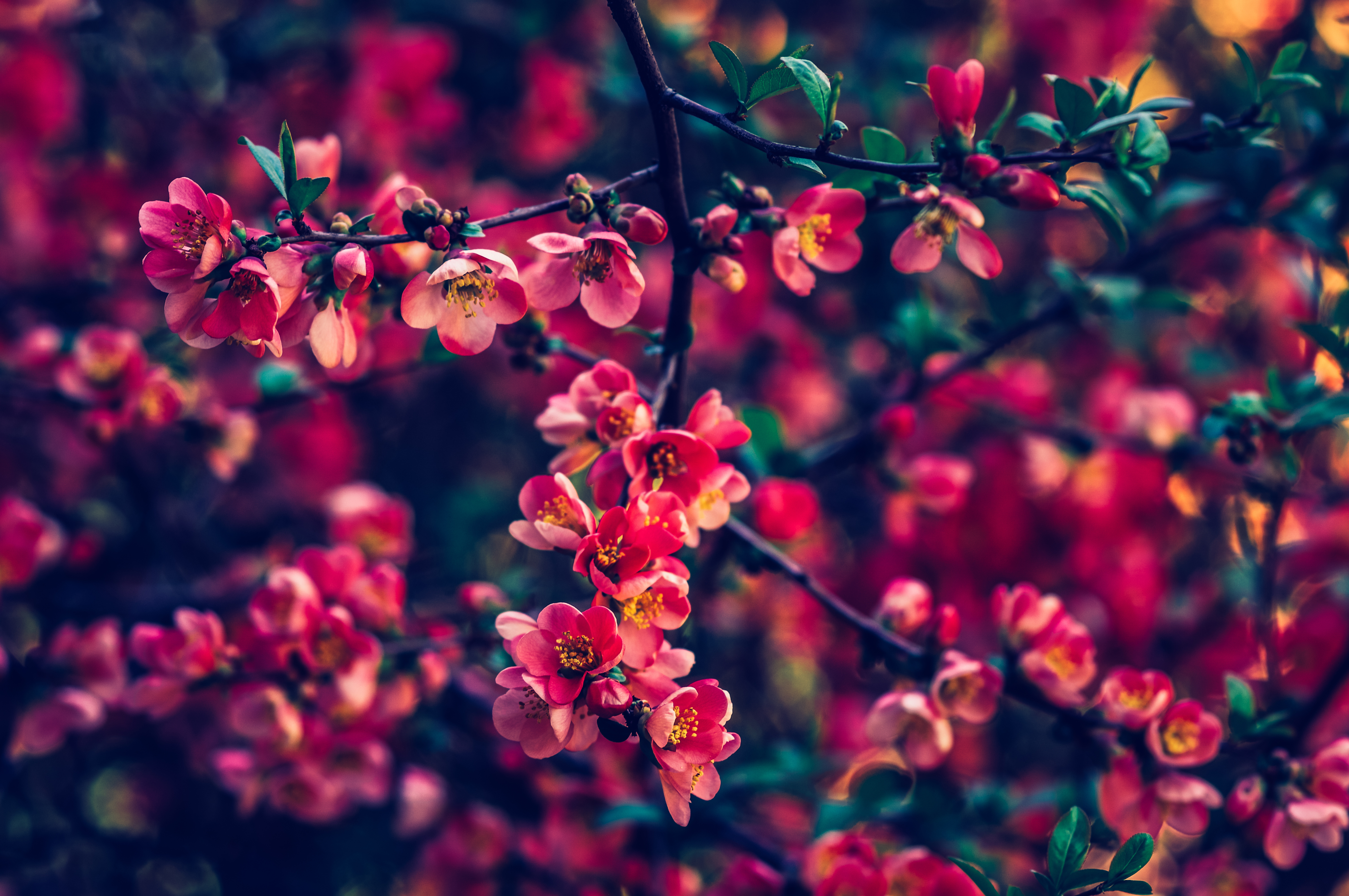 red pearls flowers 4k 1606575218