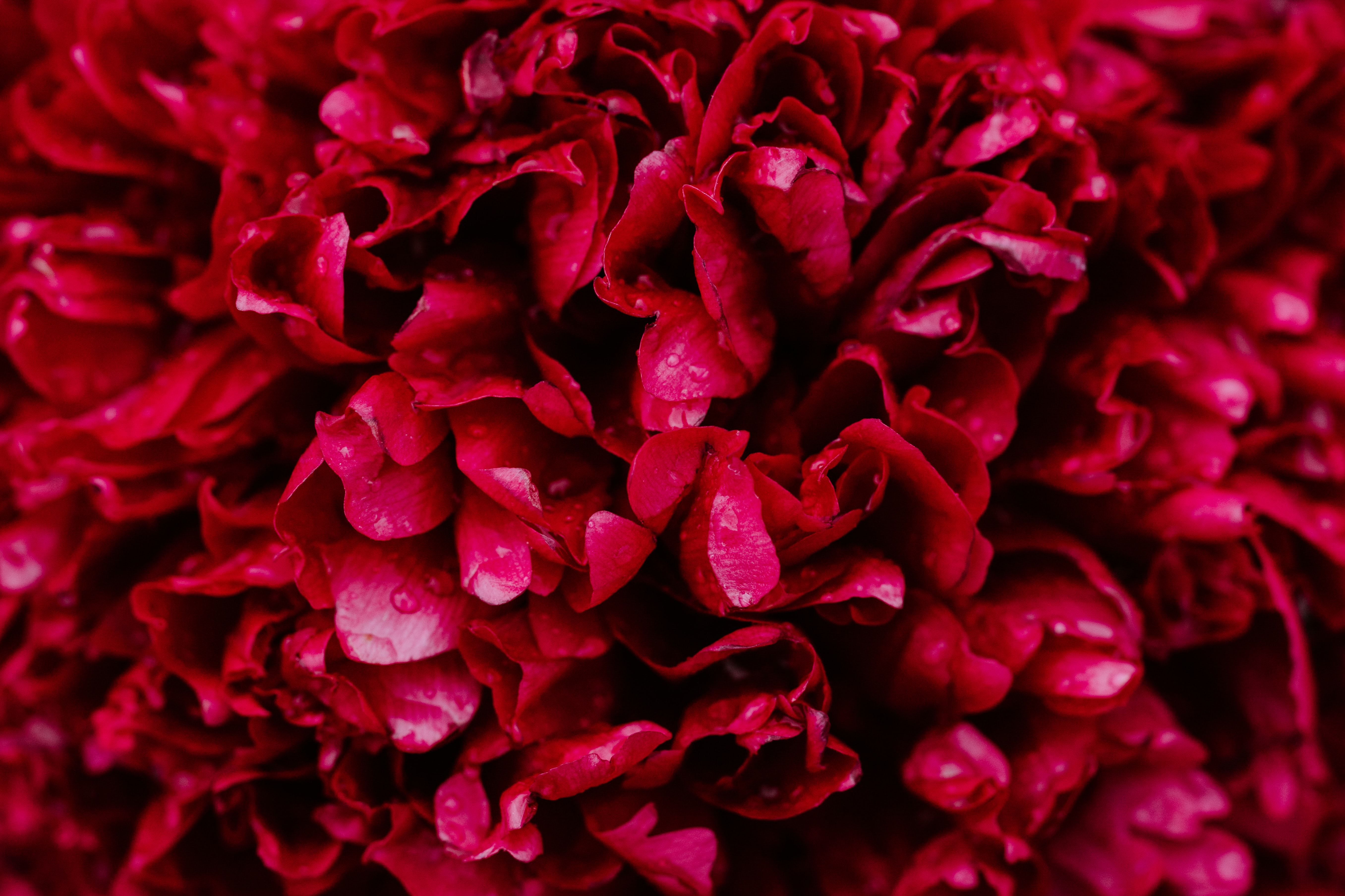 red roses 4k 1606577681