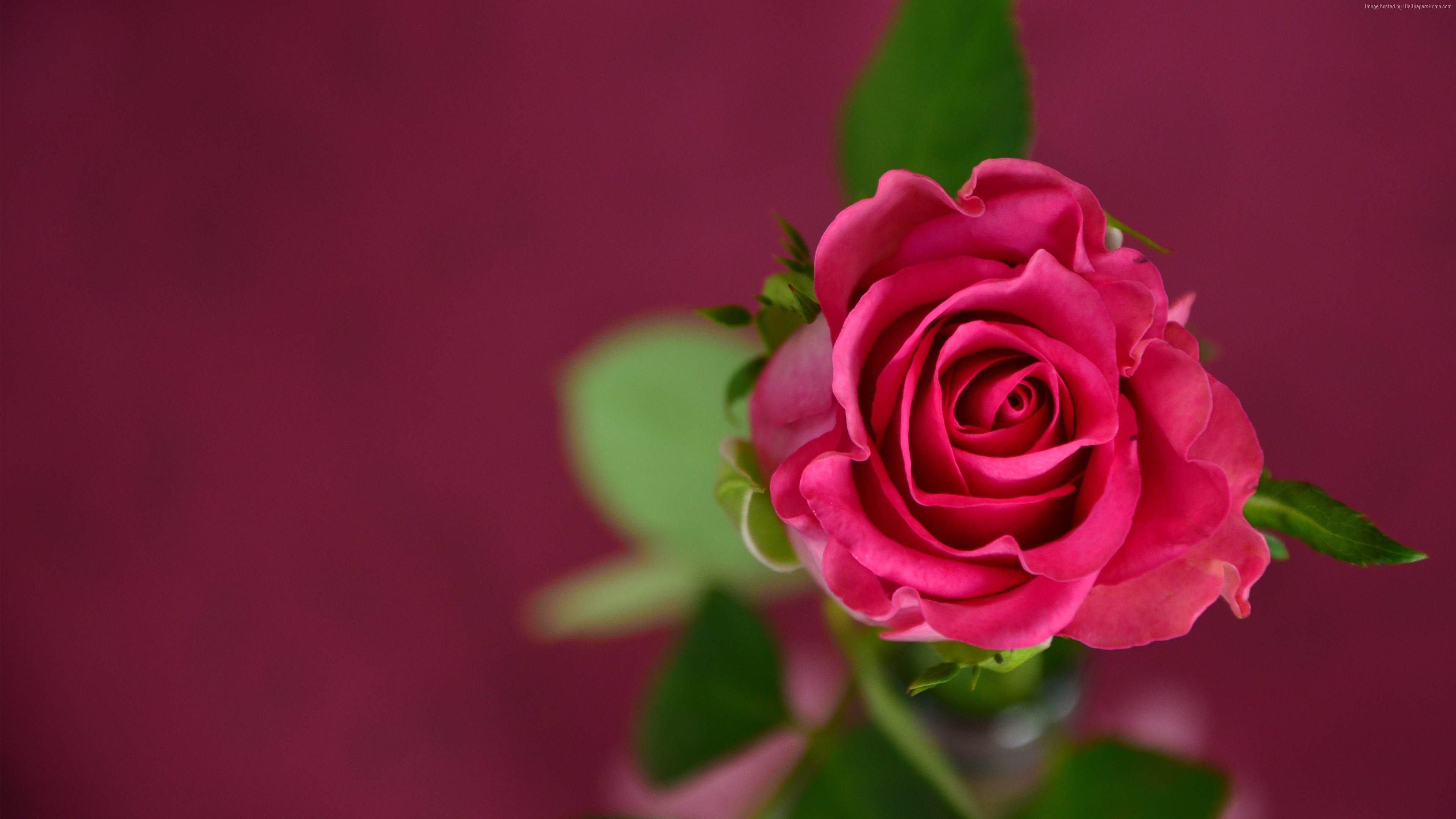 rose 4k 1606508434