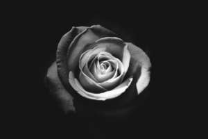 rose dark 4k 1606512620