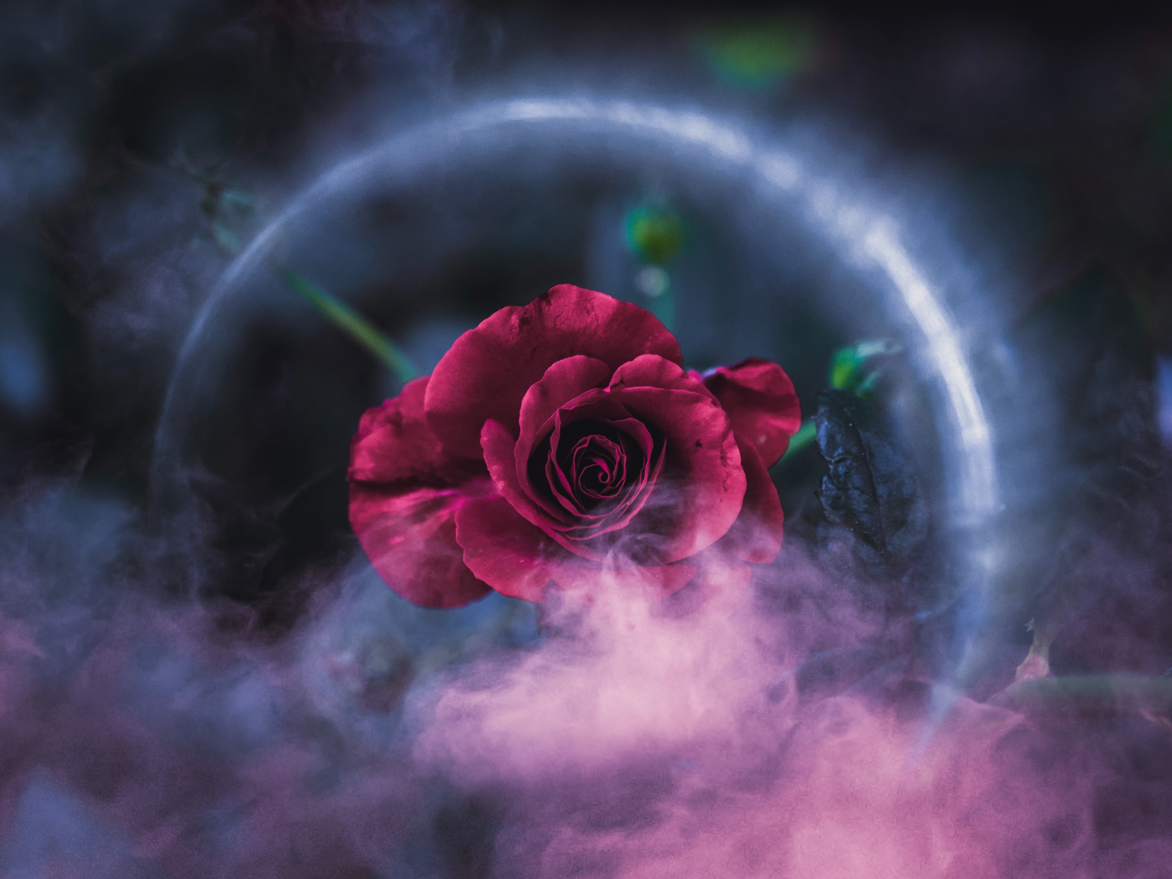 rose dreamy 4k 1606513640